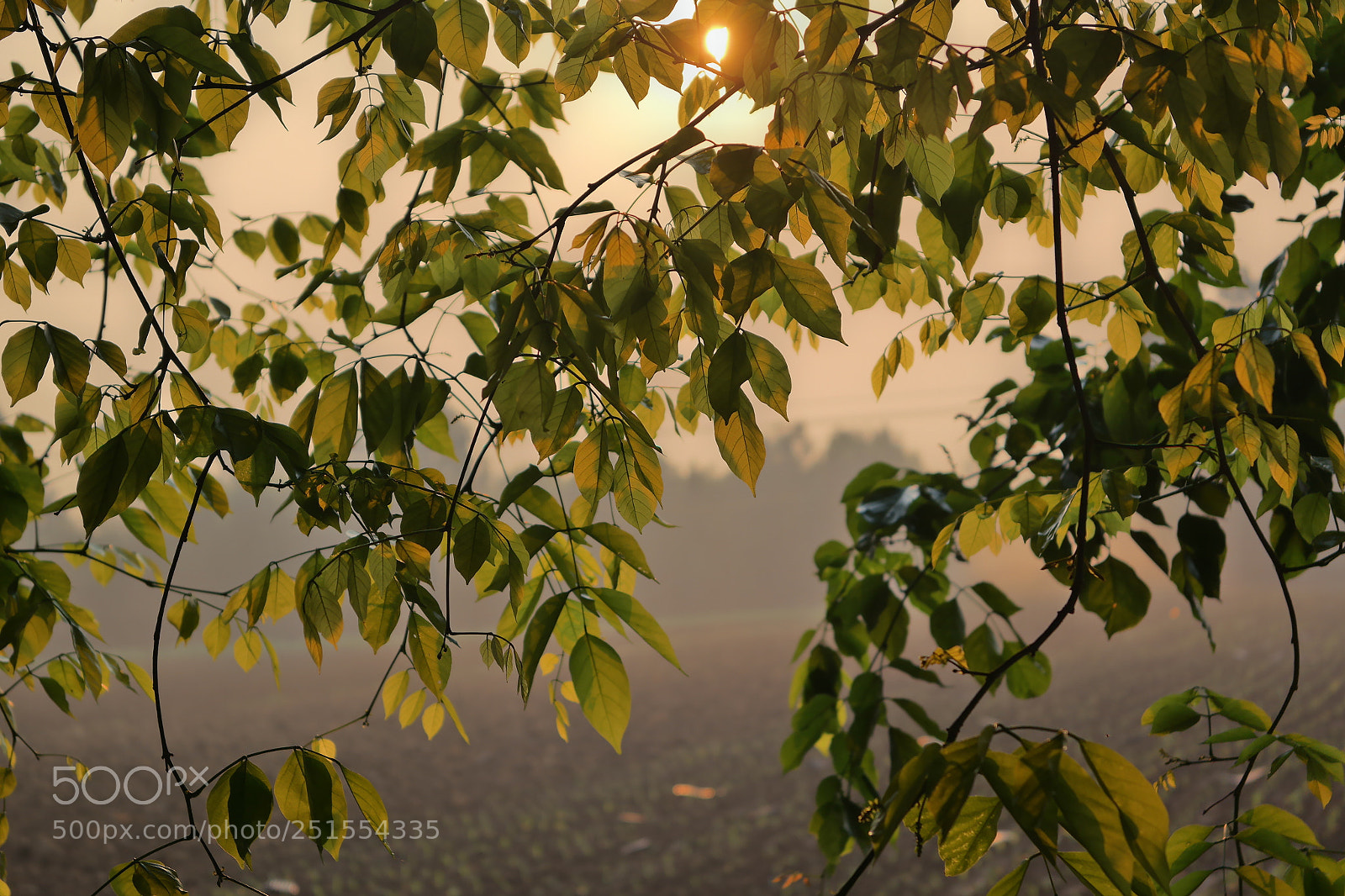 Samsung NX2000 sample photo. Golden sunrise throgh my photography