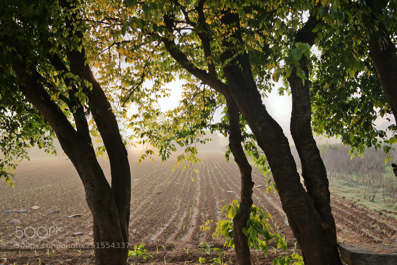 Samsung NX2000 sample photo. Golden sunrise throgh my photography