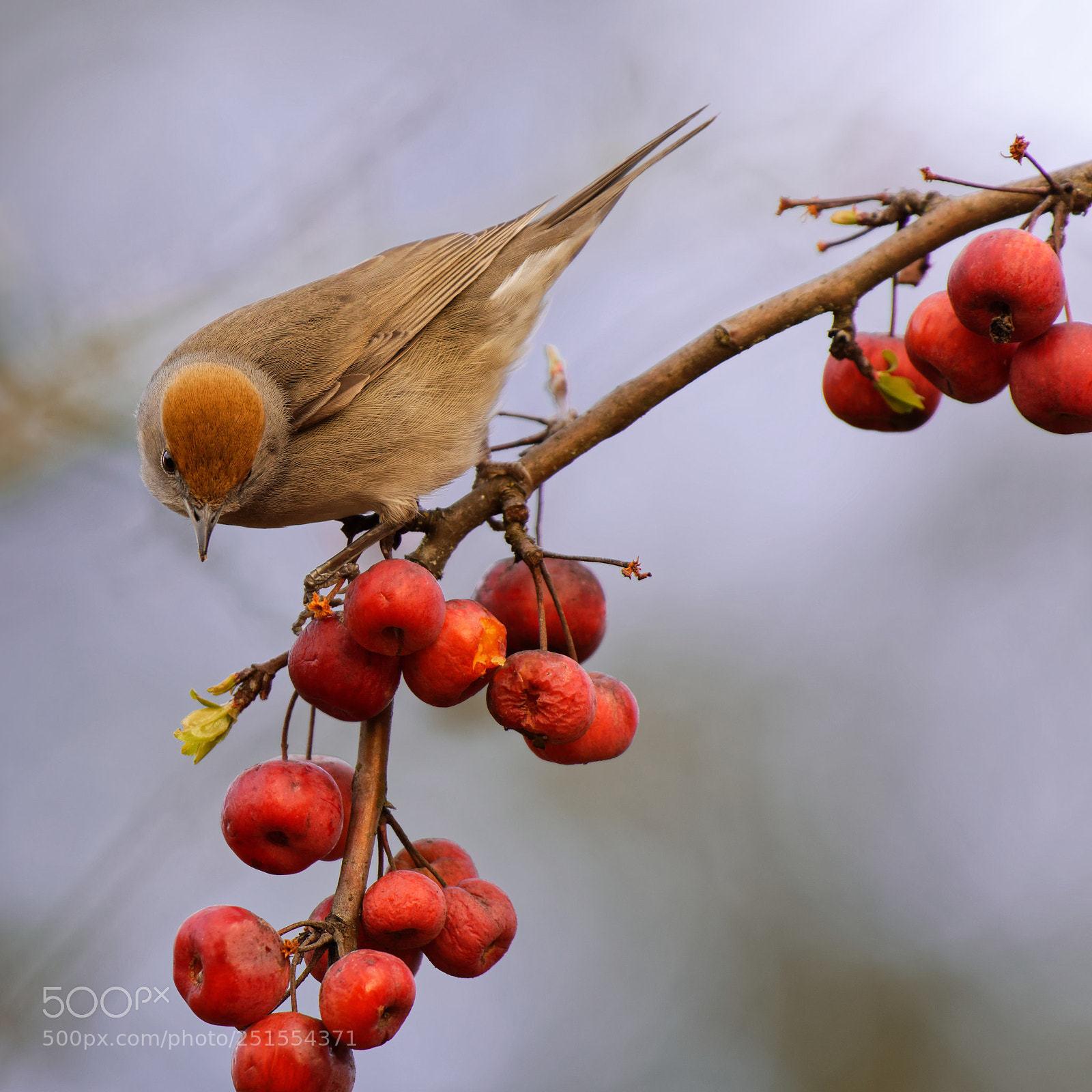 Nikon AF-S Nikkor 200-500mm F5.6E ED VR sample photo. Untitled photography