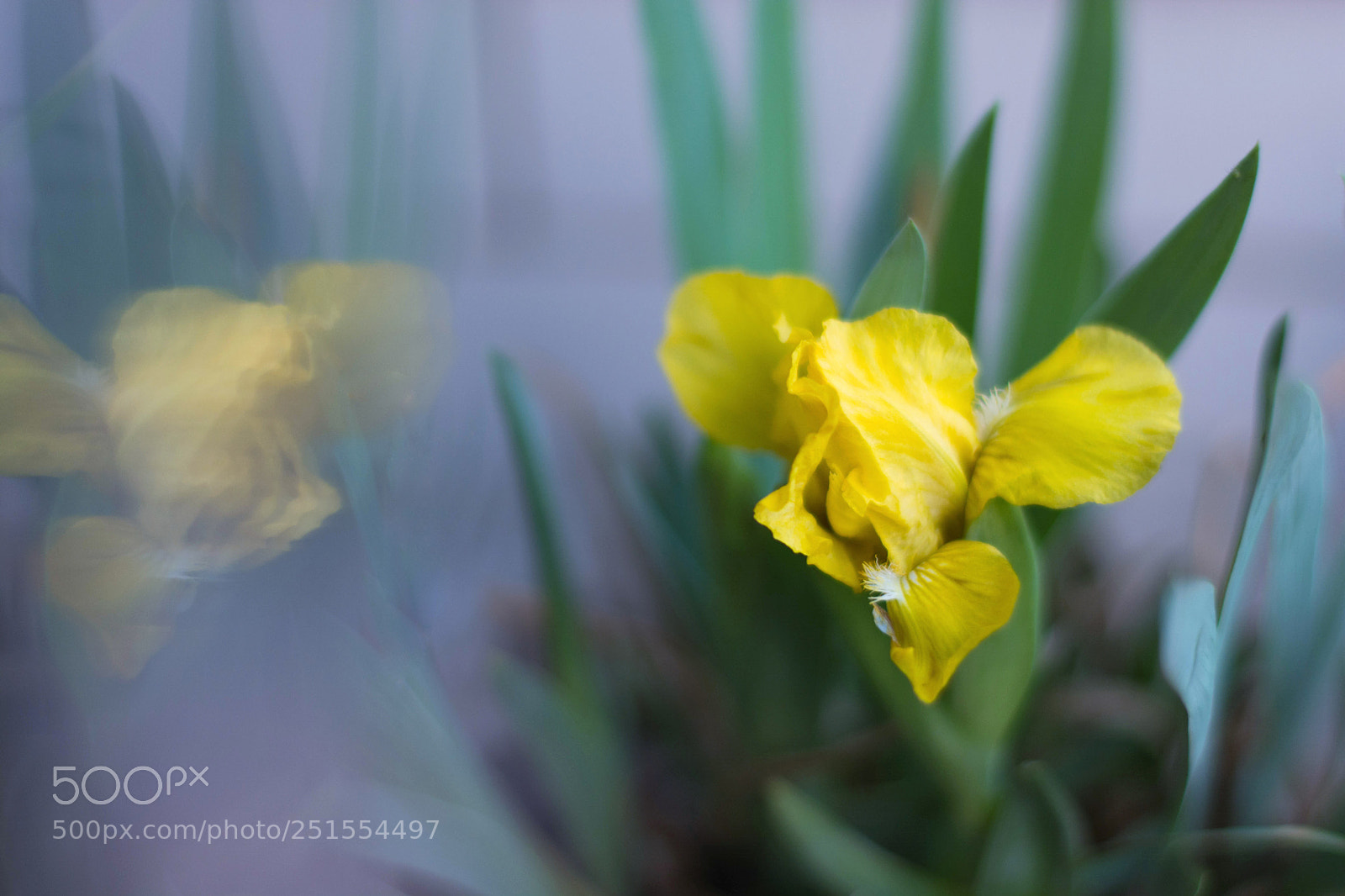 Nikon D5200 sample photo. 鸢尾花 photography
