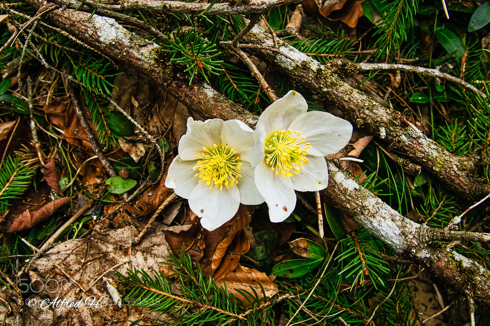 Panasonic DMC-G81 sample photo. Buschwindröschen photography