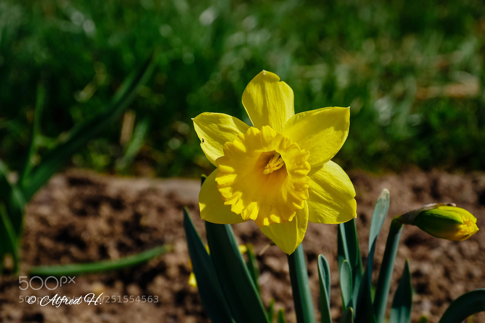 Panasonic DMC-G81 sample photo. Narzisse photography