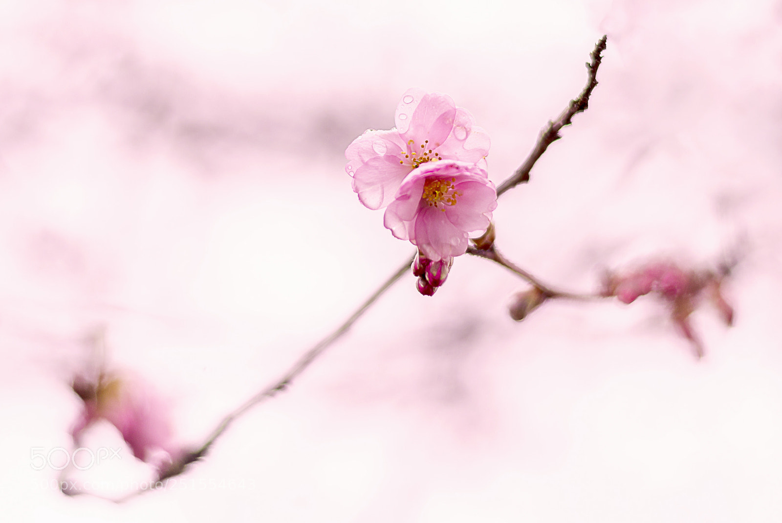 Nikon D610 sample photo. Sakura photography