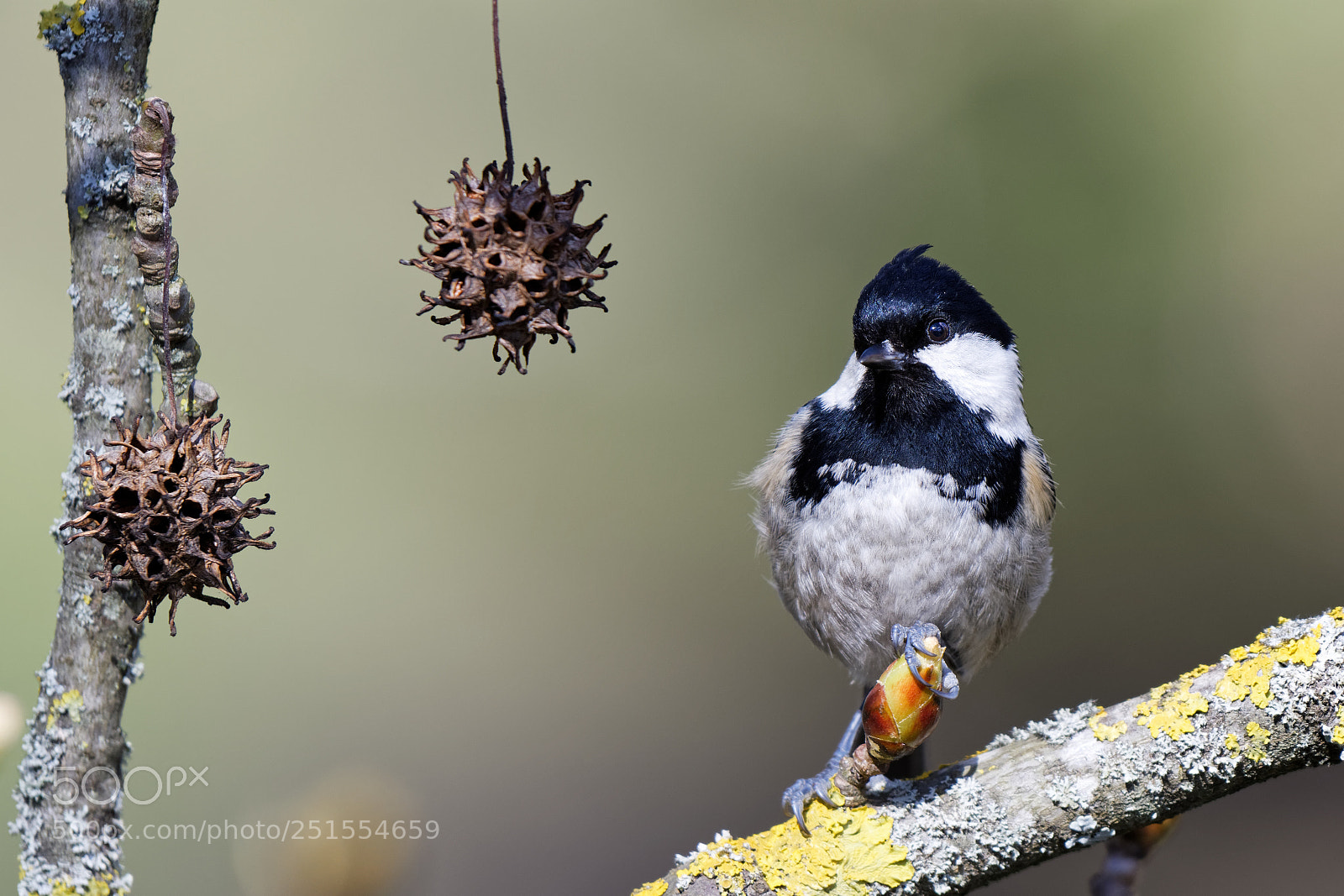 Nikon AF-S Nikkor 200-500mm F5.6E ED VR sample photo. Untitled photography