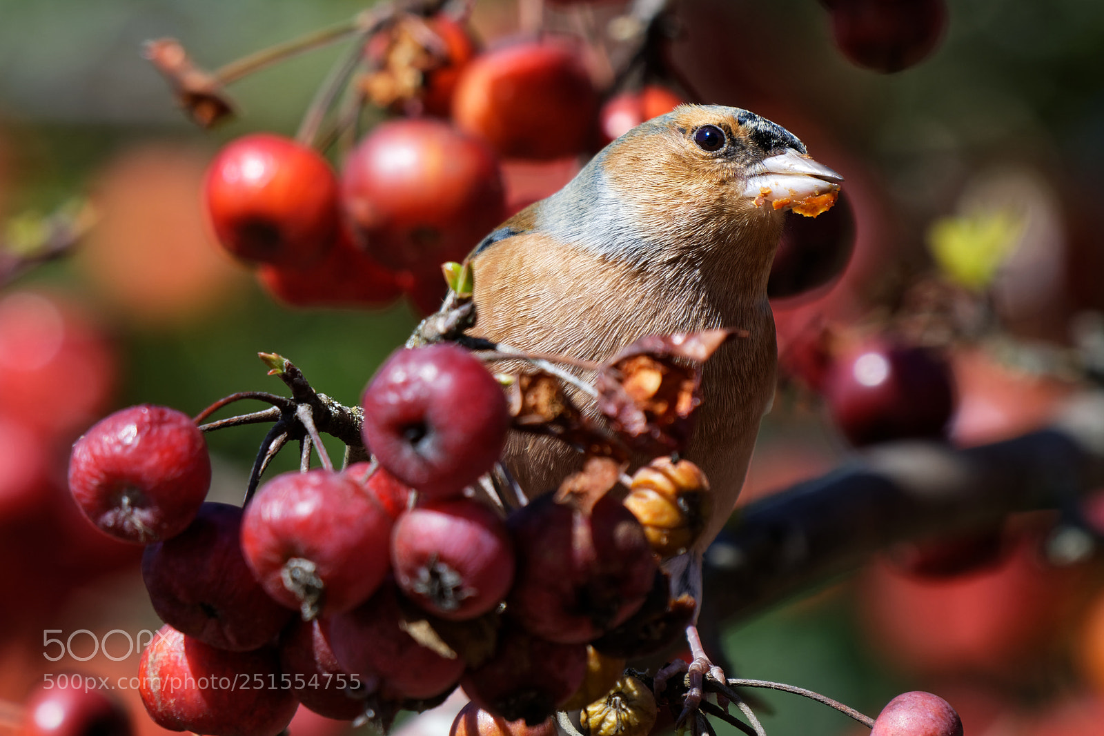 Nikon AF-S Nikkor 200-500mm F5.6E ED VR sample photo. Untitled photography