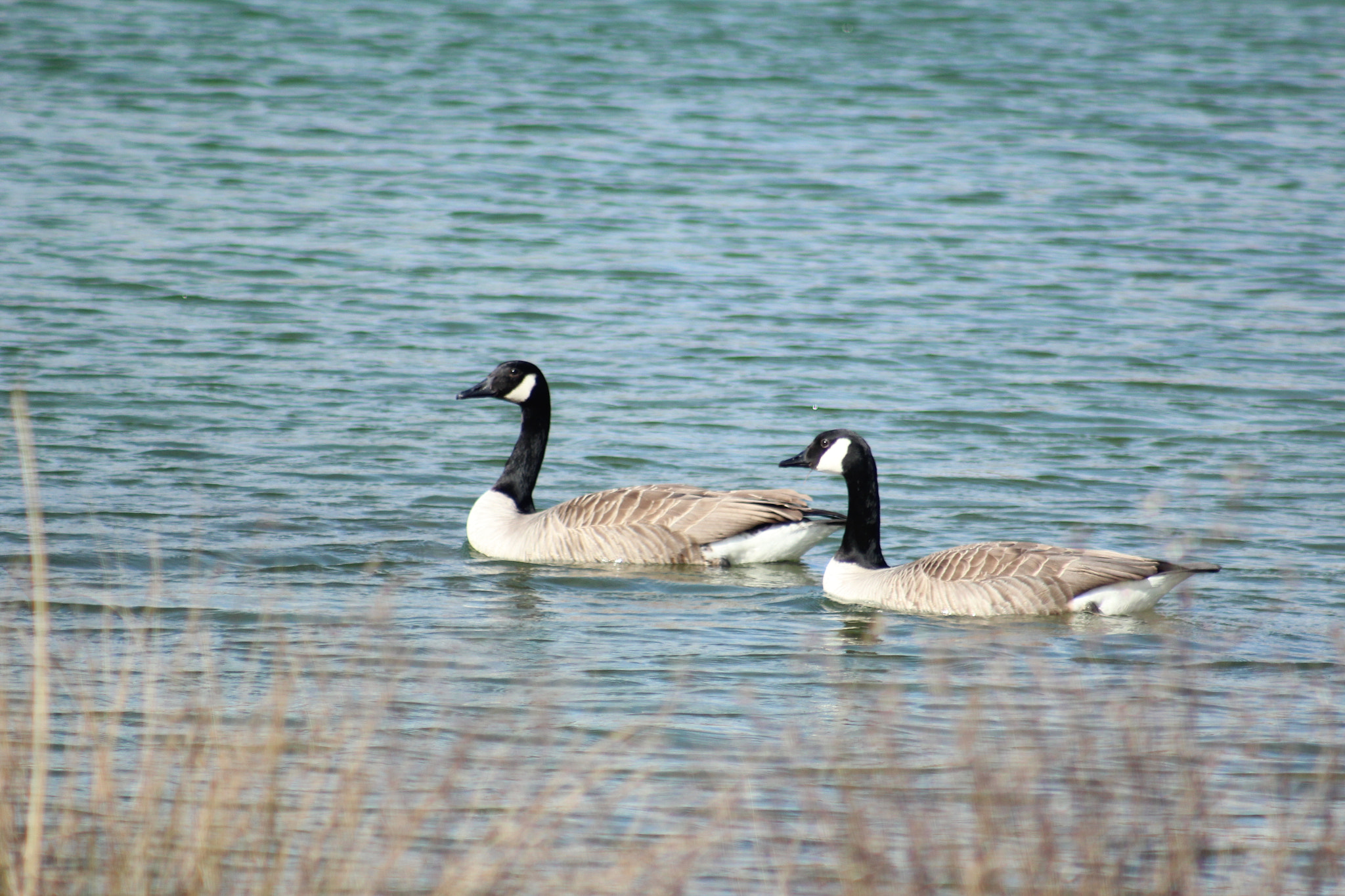 Canon EF 75-300mm f/4-5.6 USM sample photo. Img photography