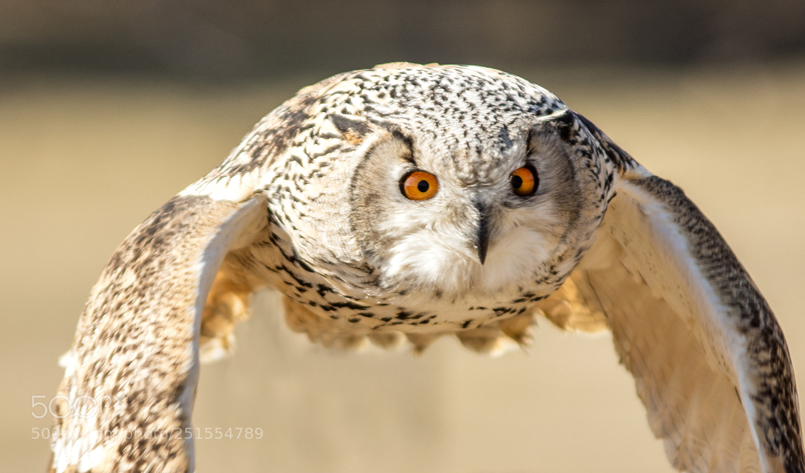 Nikon D7200 sample photo. Fly photography