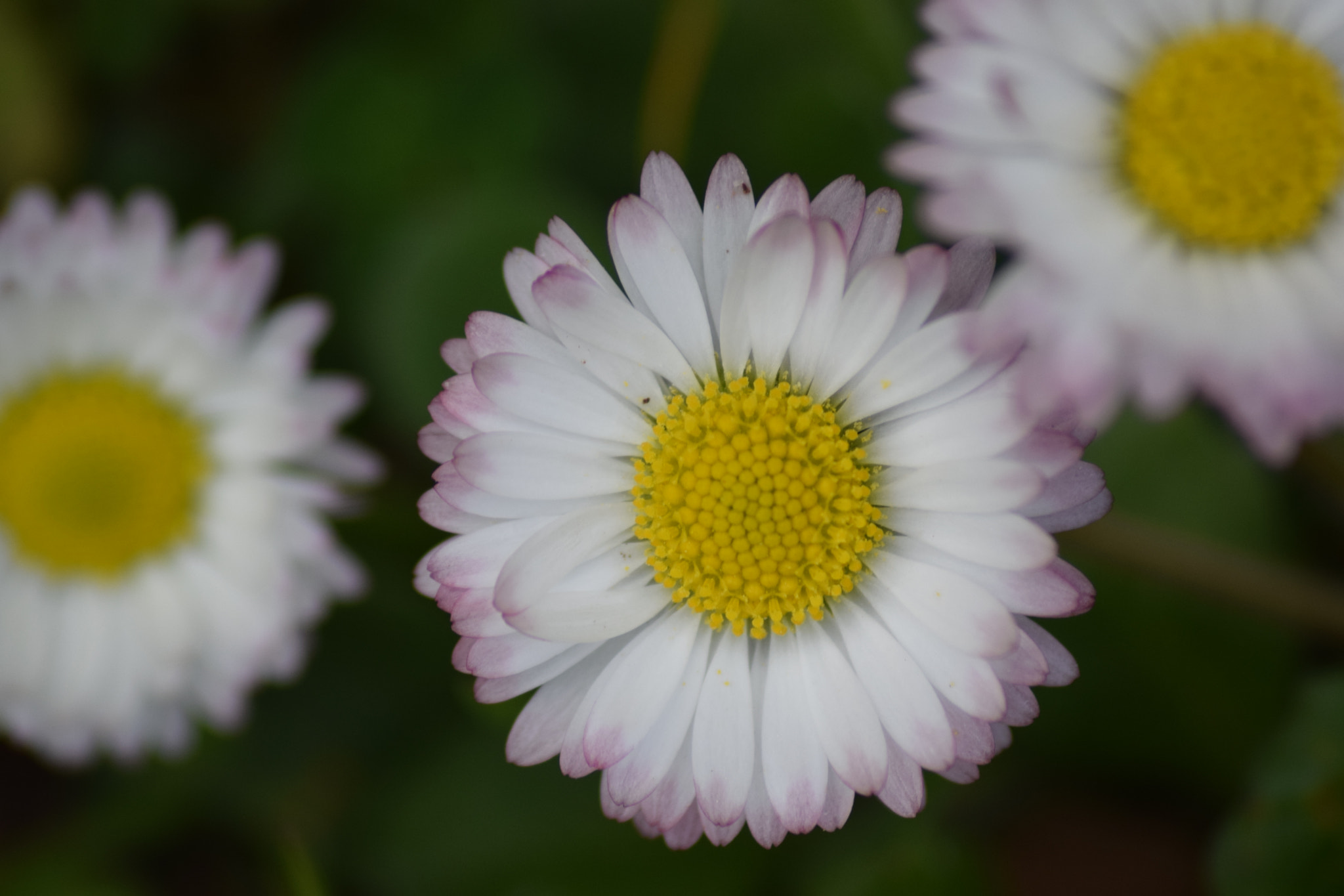 Sigma 70-300mm F4-5.6 APO DG Macro sample photo. Spring photography