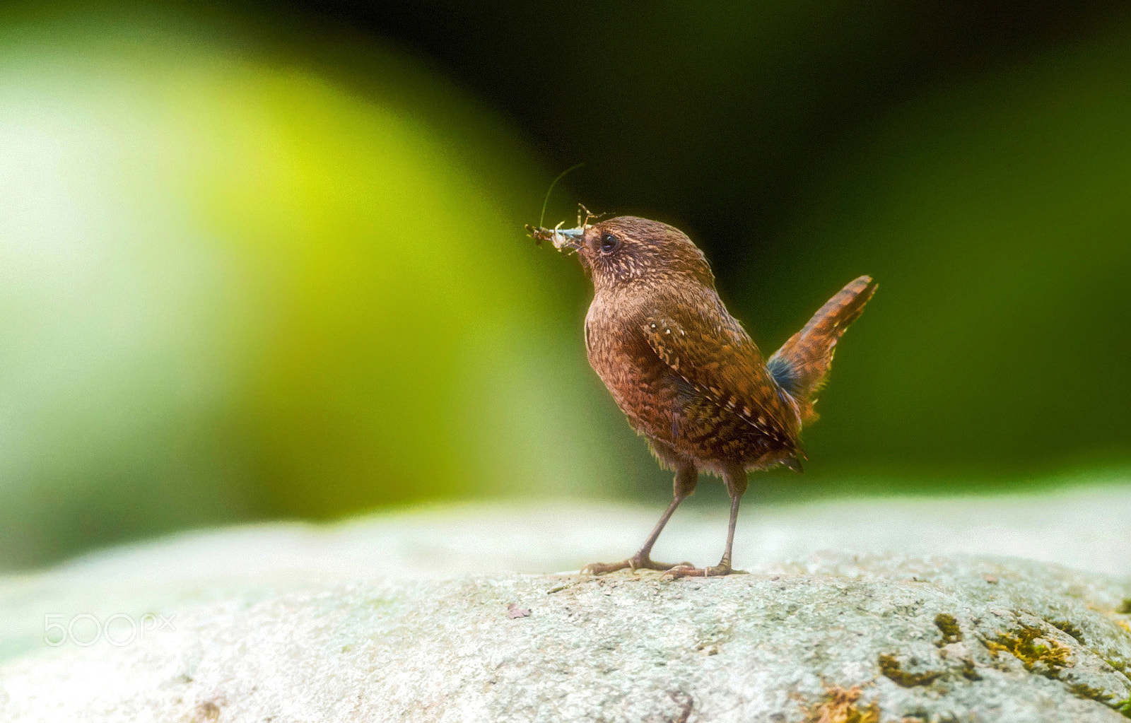 Nikon D3 sample photo. Troglodytes troglodytes photography