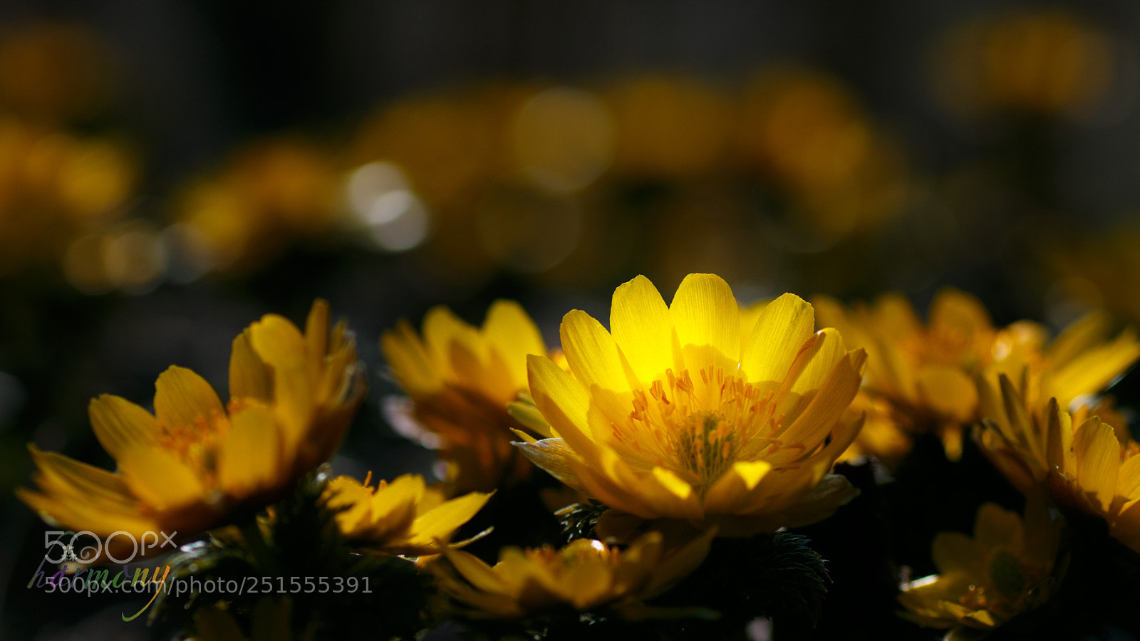 Canon EOS 70D sample photo. Sun is downing photography