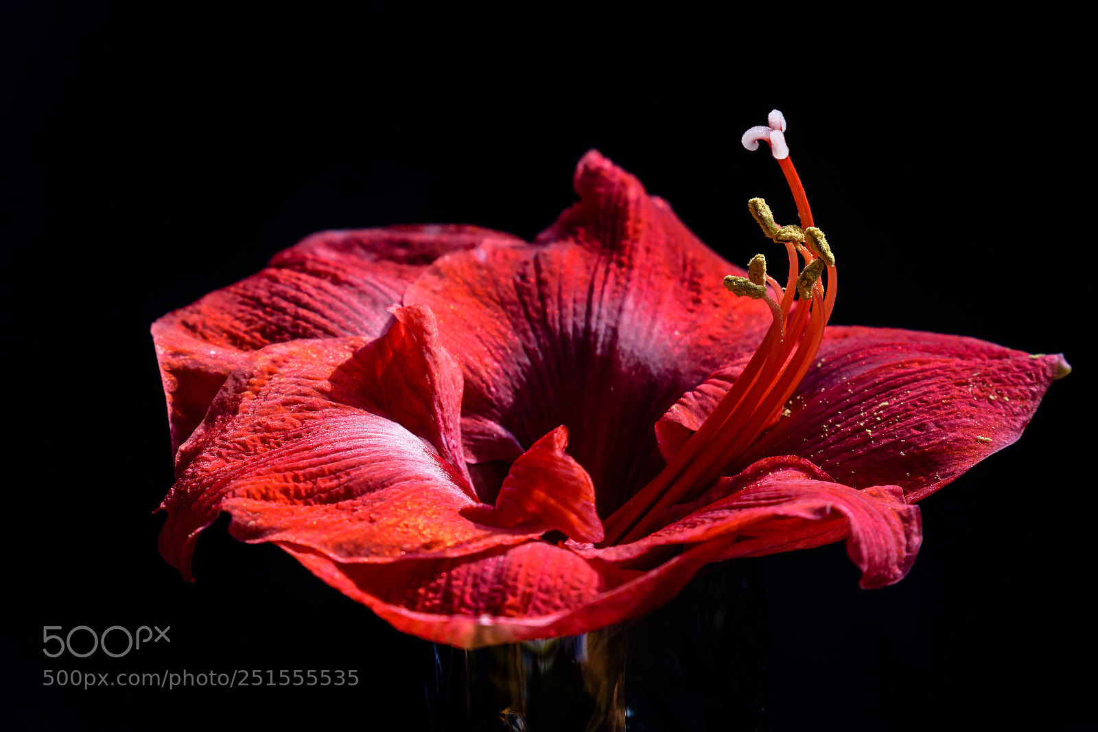 Nikon D500 sample photo. Amaryllis photography
