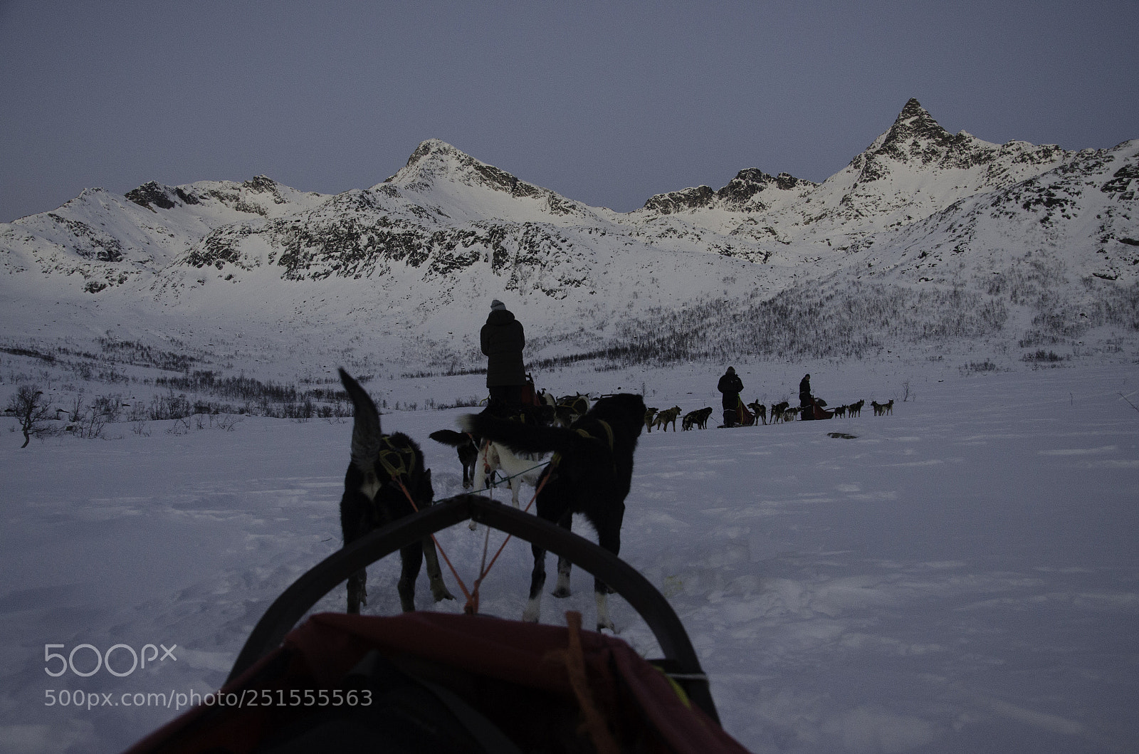 Nikon D7000 sample photo. Dog sledding photography