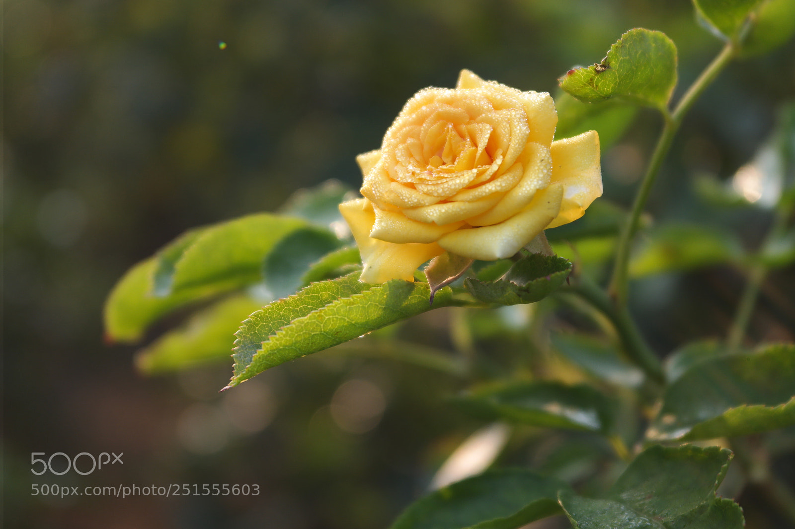 Samsung NX2000 sample photo. Rose field bangalore urban photography