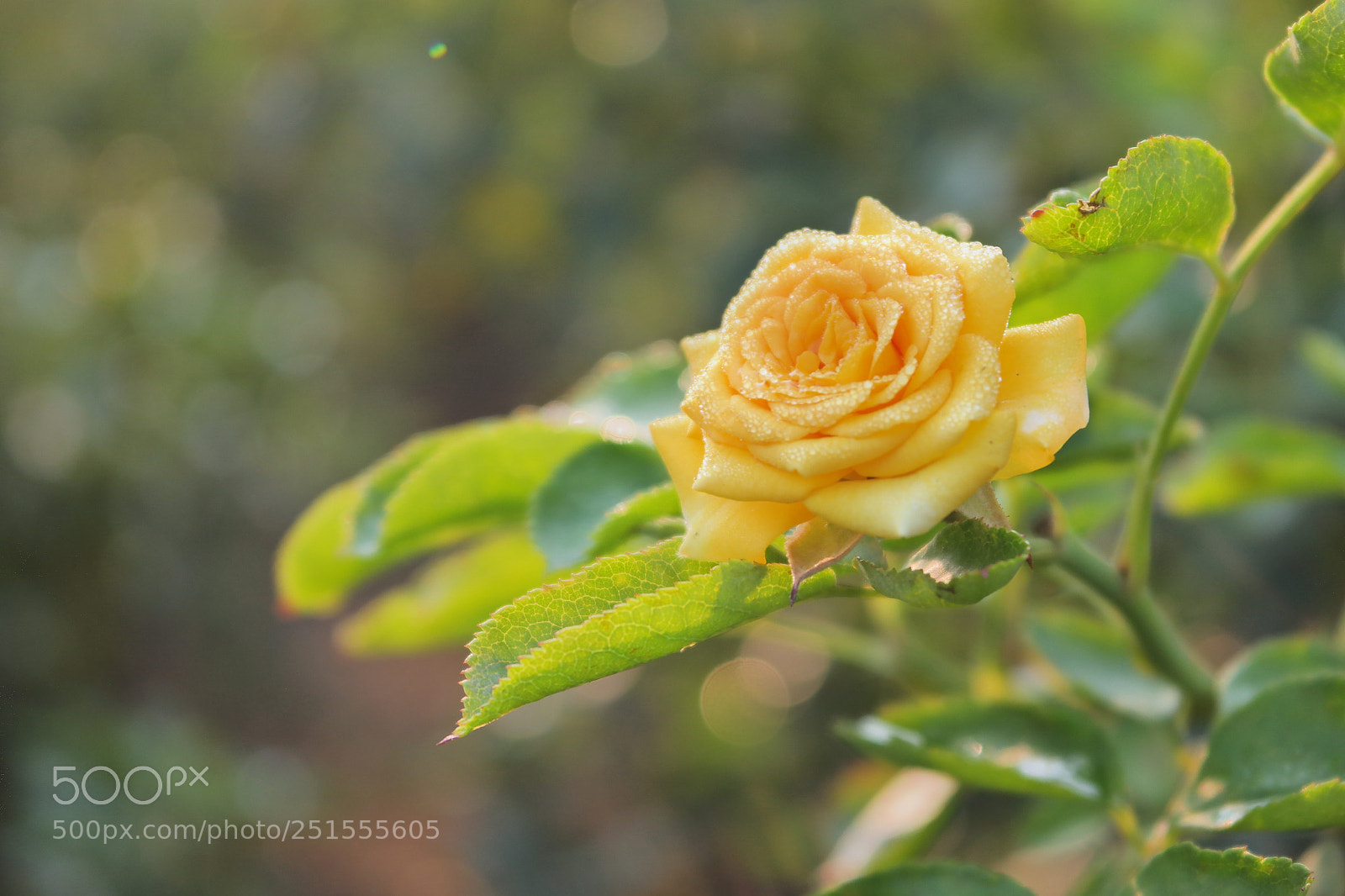 Samsung NX2000 sample photo. Rose field bangalore urban photography
