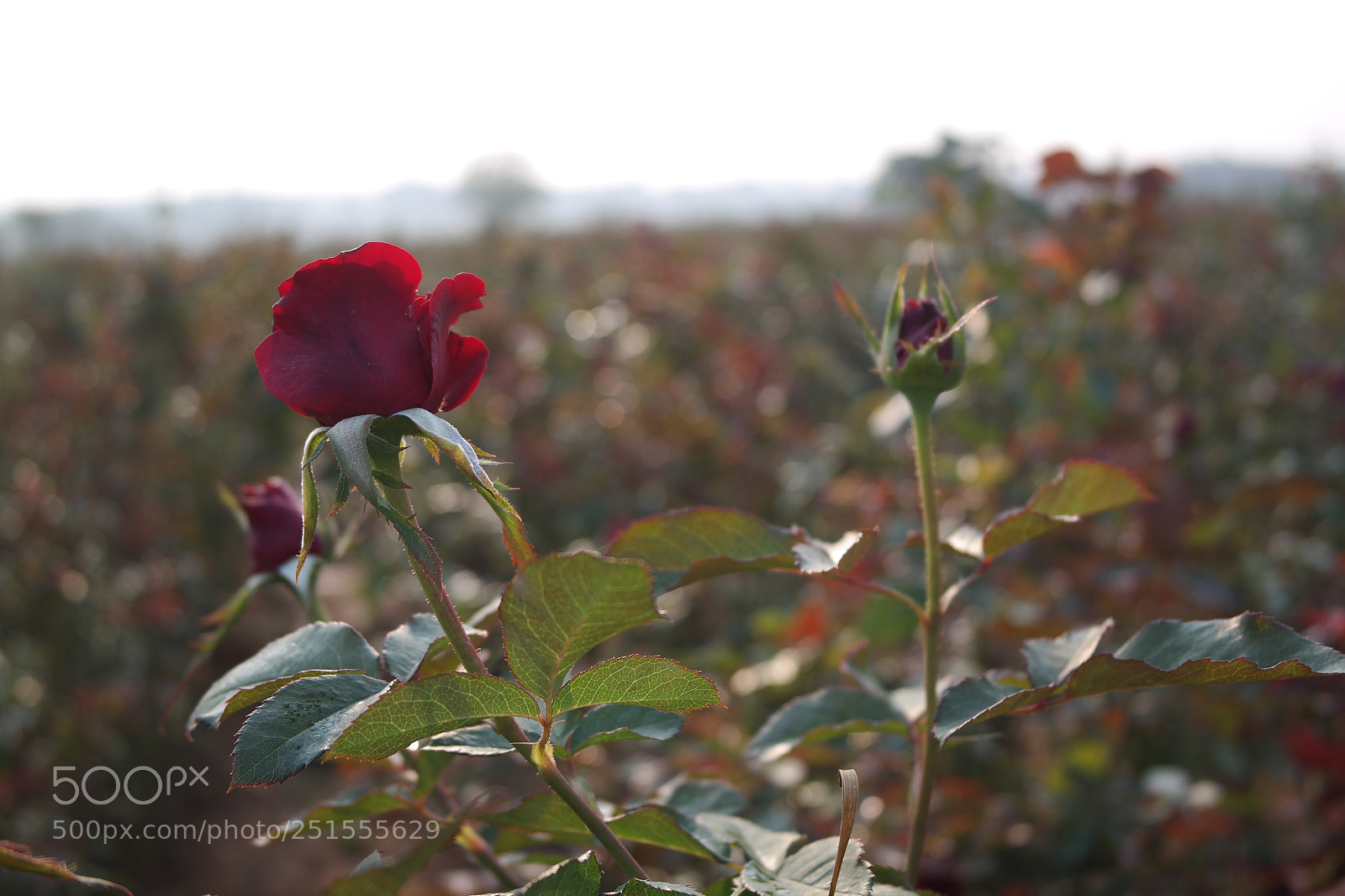 Samsung NX2000 sample photo. Rose field bangalore urban photography