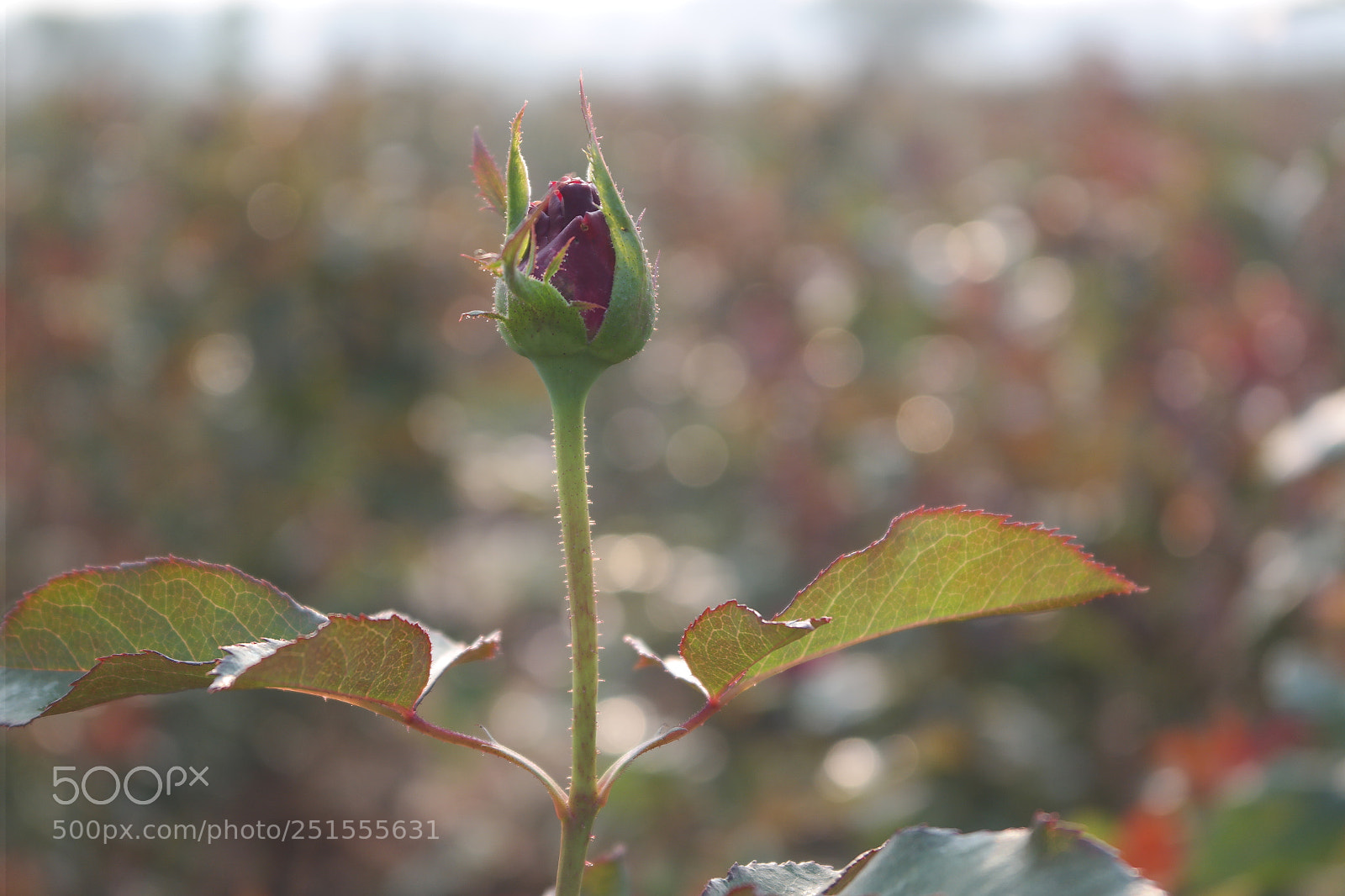 Samsung NX2000 sample photo. Rose field bangalore urban photography