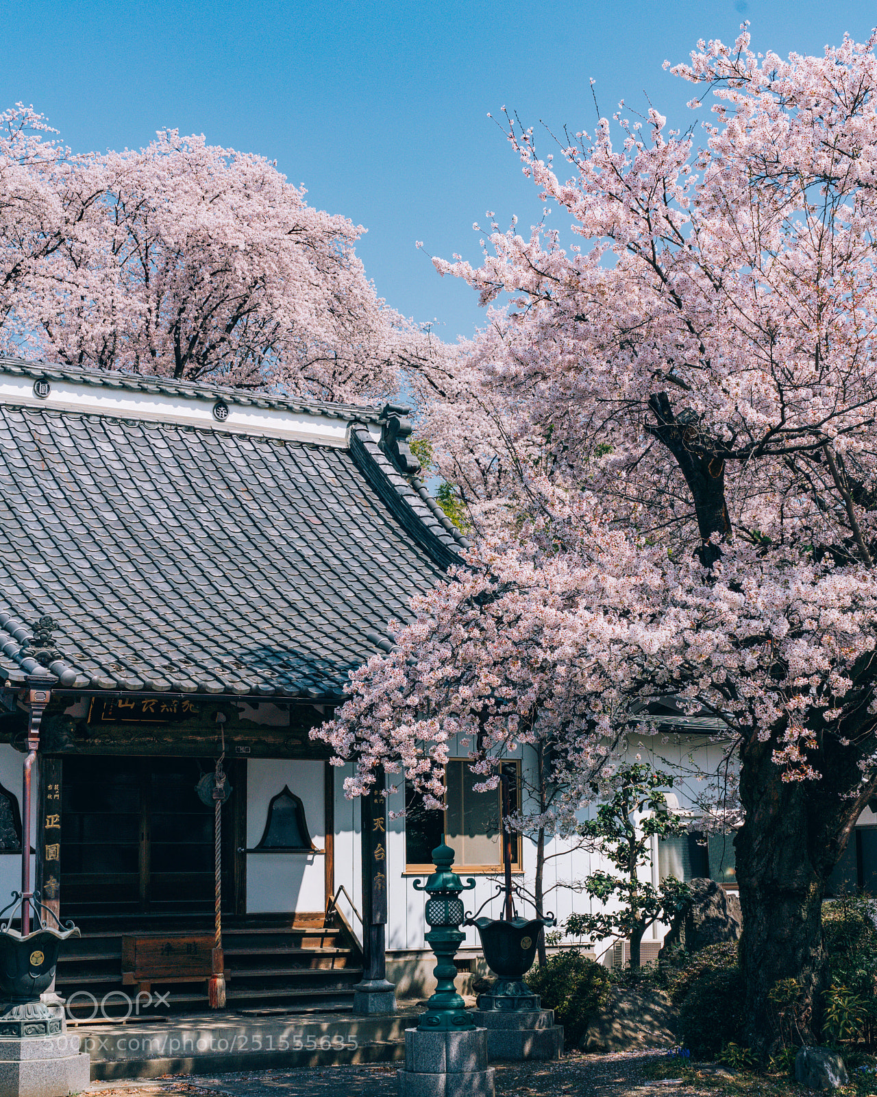 Sony a7R III sample photo. Temple of a cherry photography