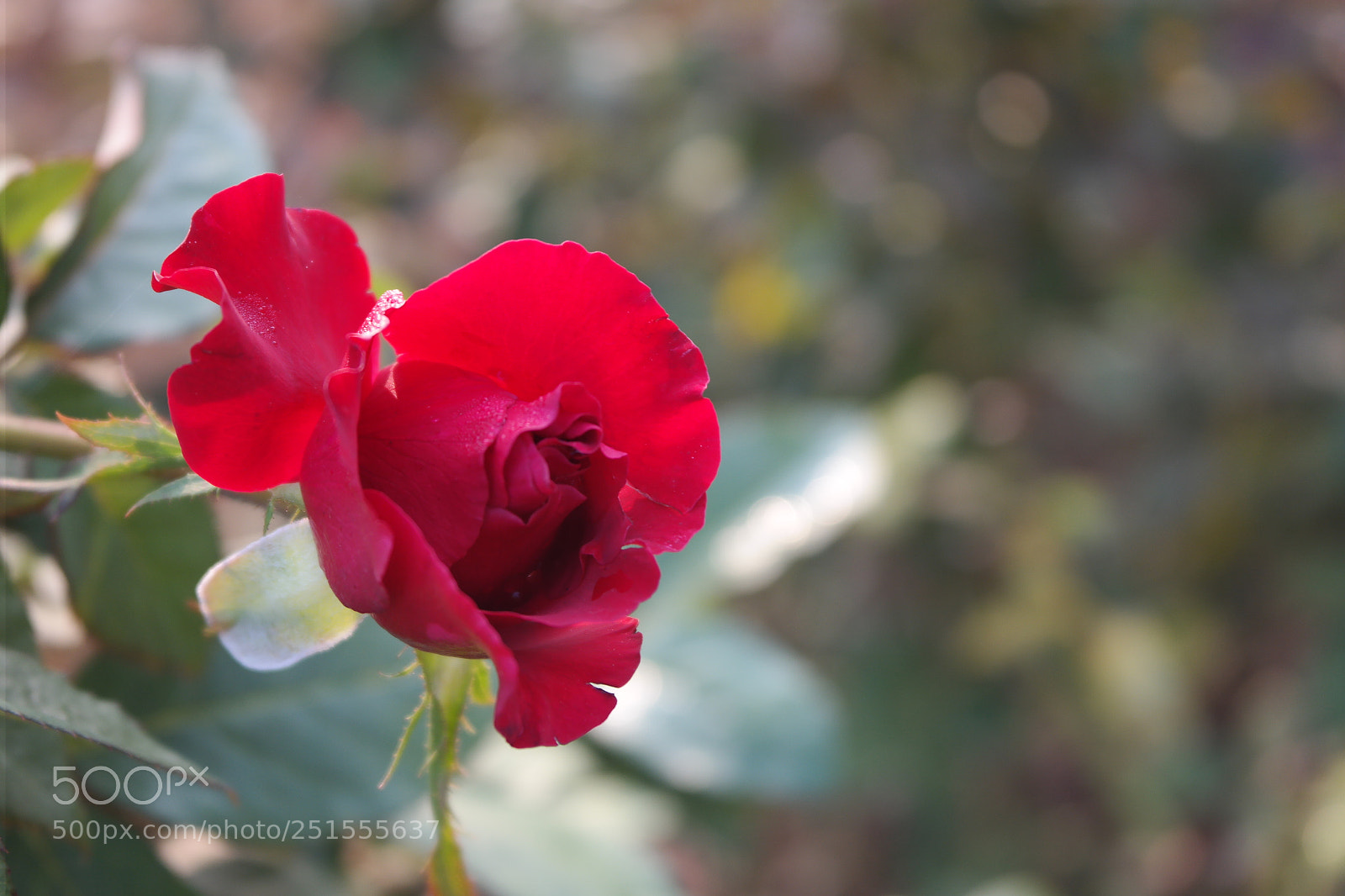 Samsung NX2000 sample photo. Rose field bangalore urban photography