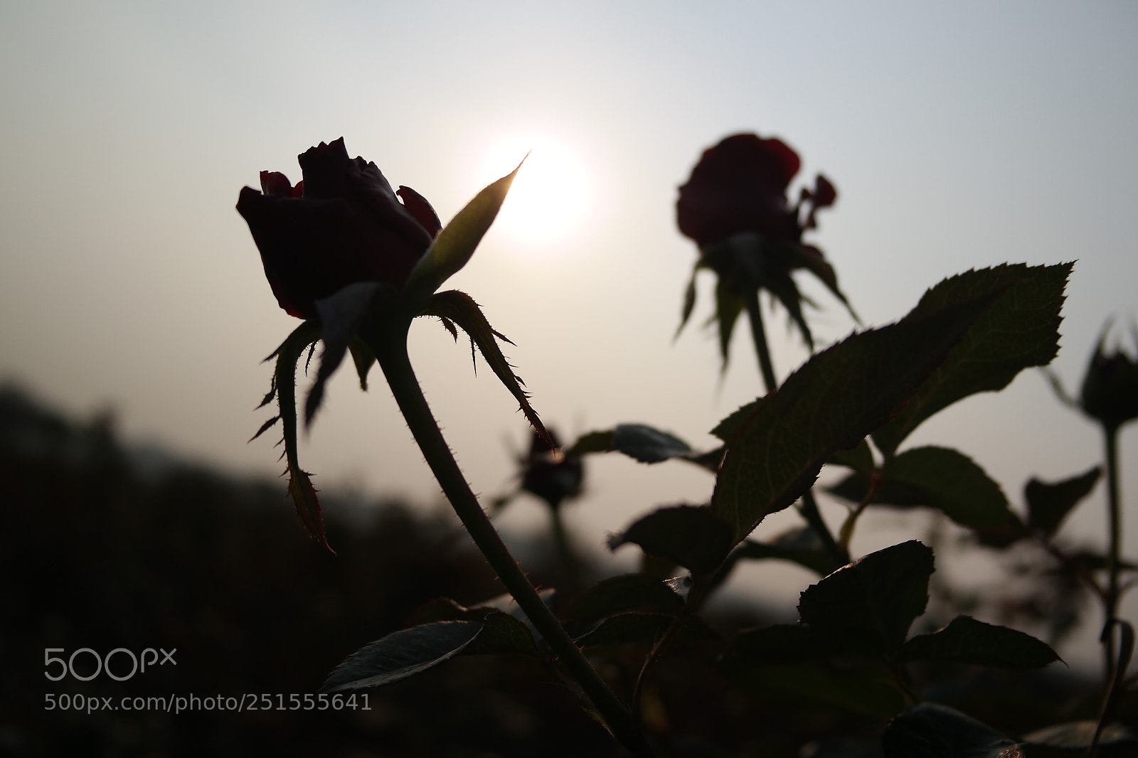 Samsung NX2000 sample photo. Rose field bangalore urban photography