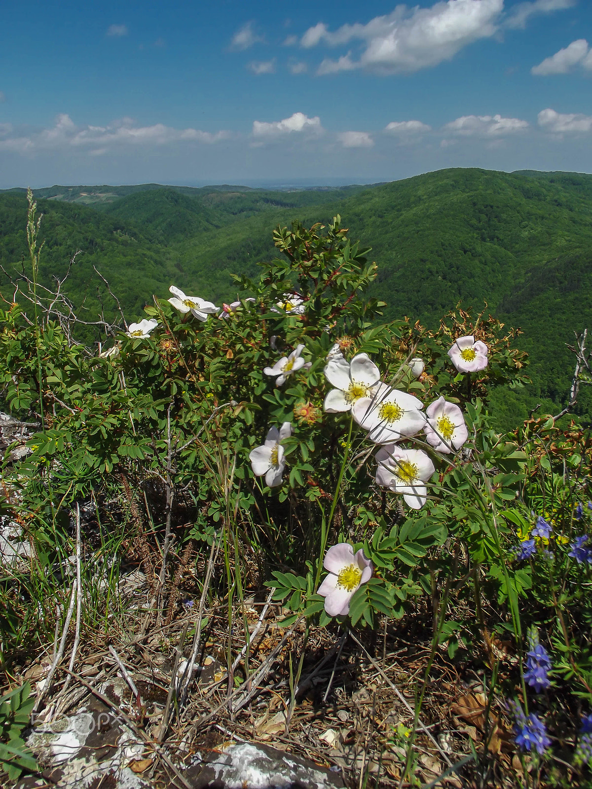 FujiFilm FinePix S2950 (FinePix S2990) sample photo. Kalnik flowers photography