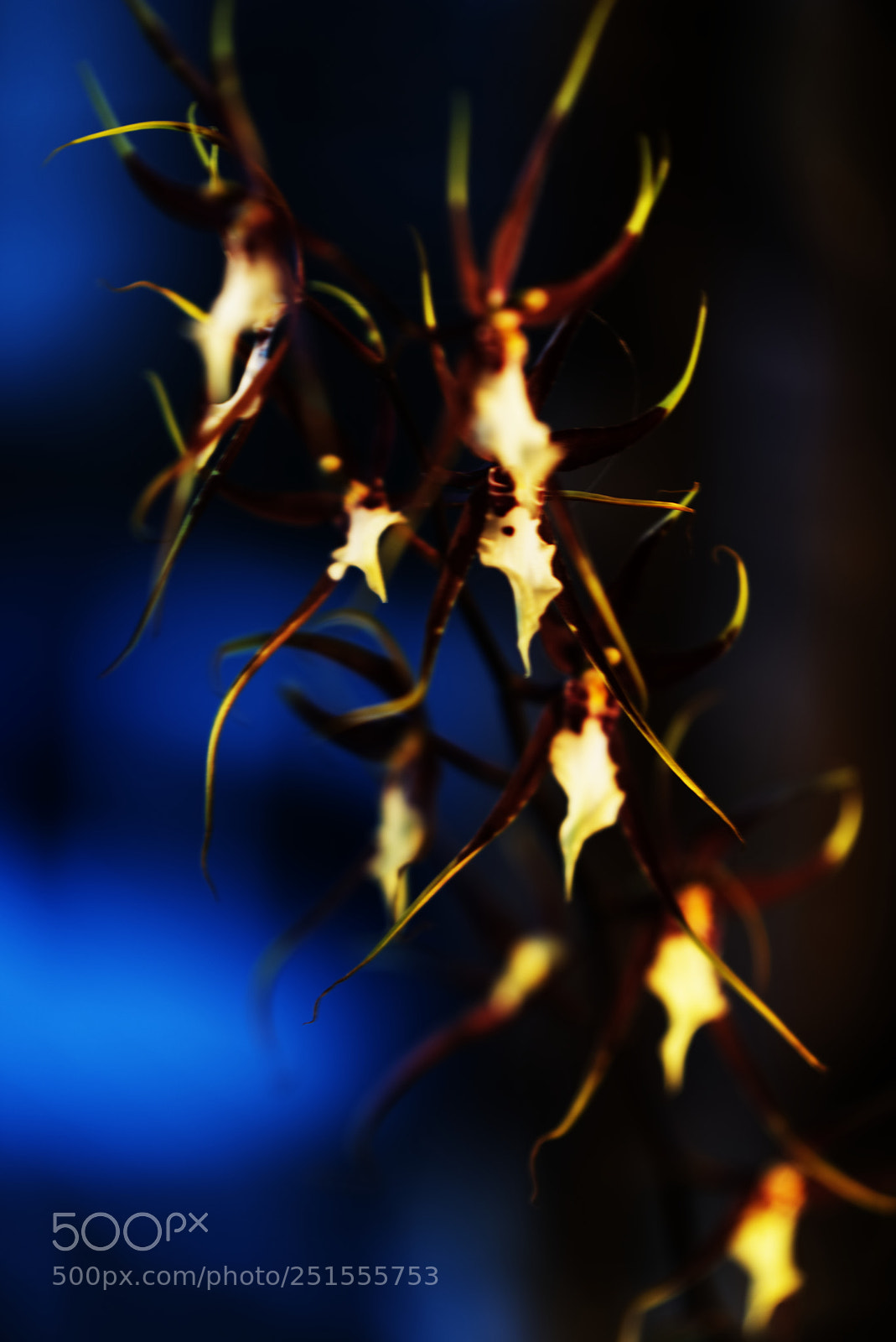 Nikon D810 sample photo. Orchid photography