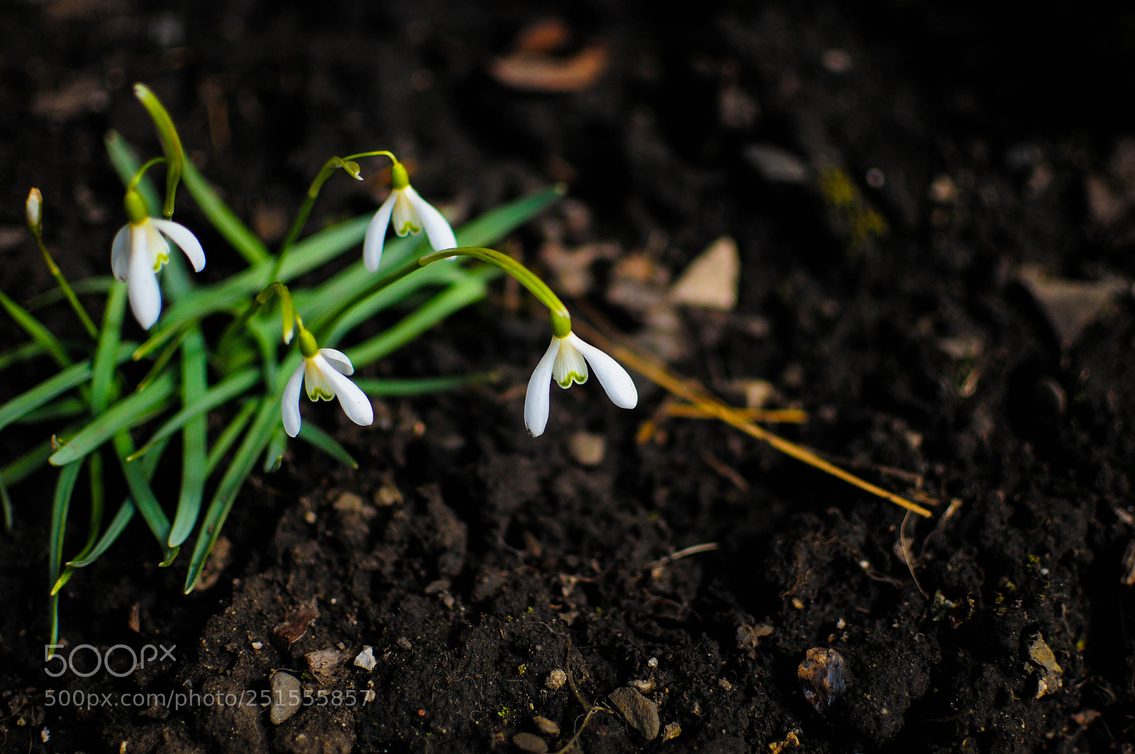 Nikon D300 sample photo. Spring flowers photography