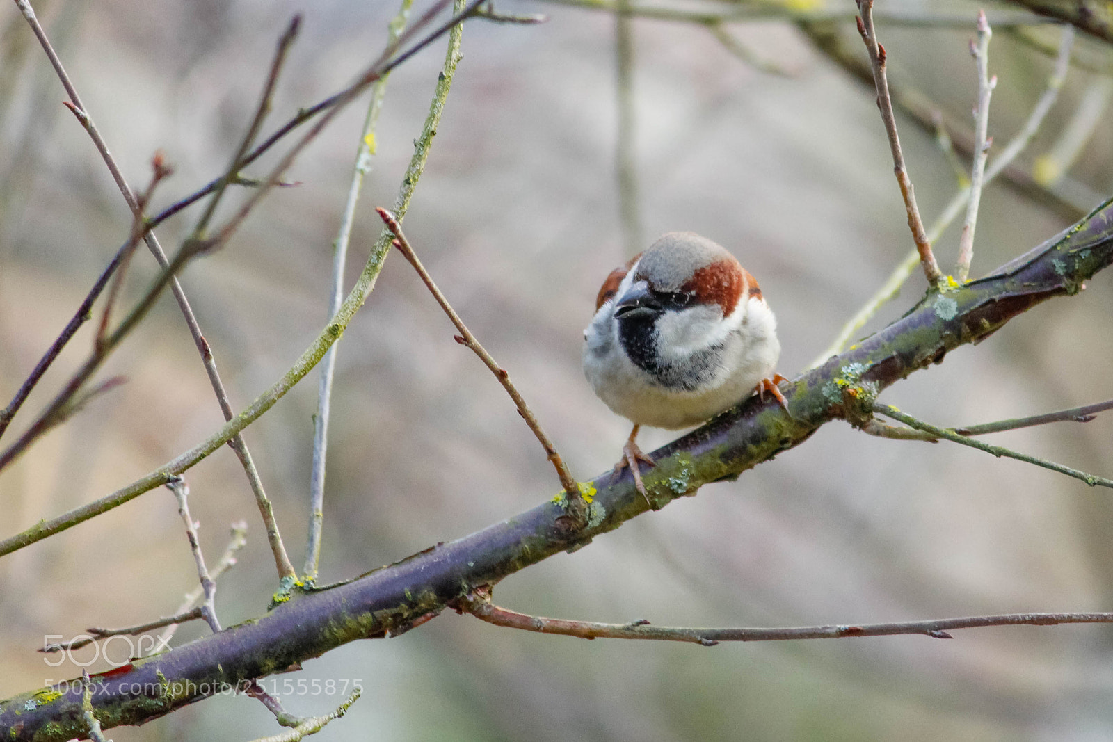 Canon EOS 600D (Rebel EOS T3i / EOS Kiss X5) sample photo. Moineau domestique photography