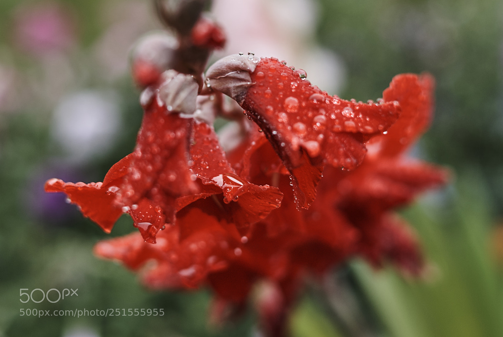 Sony a7 sample photo. Flowes after rain photography