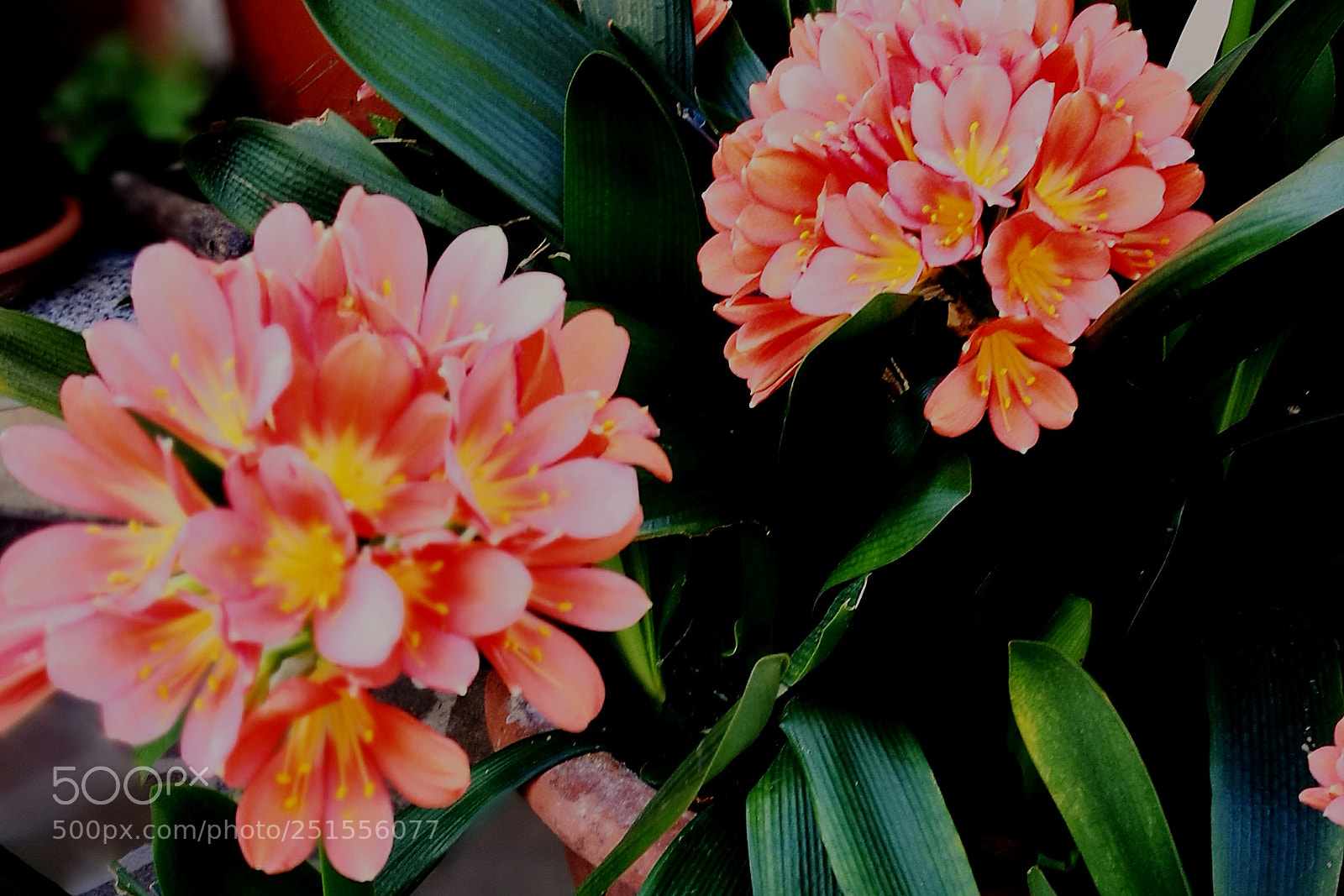 HUAWEI P9 sample photo. Pretty in pink photography