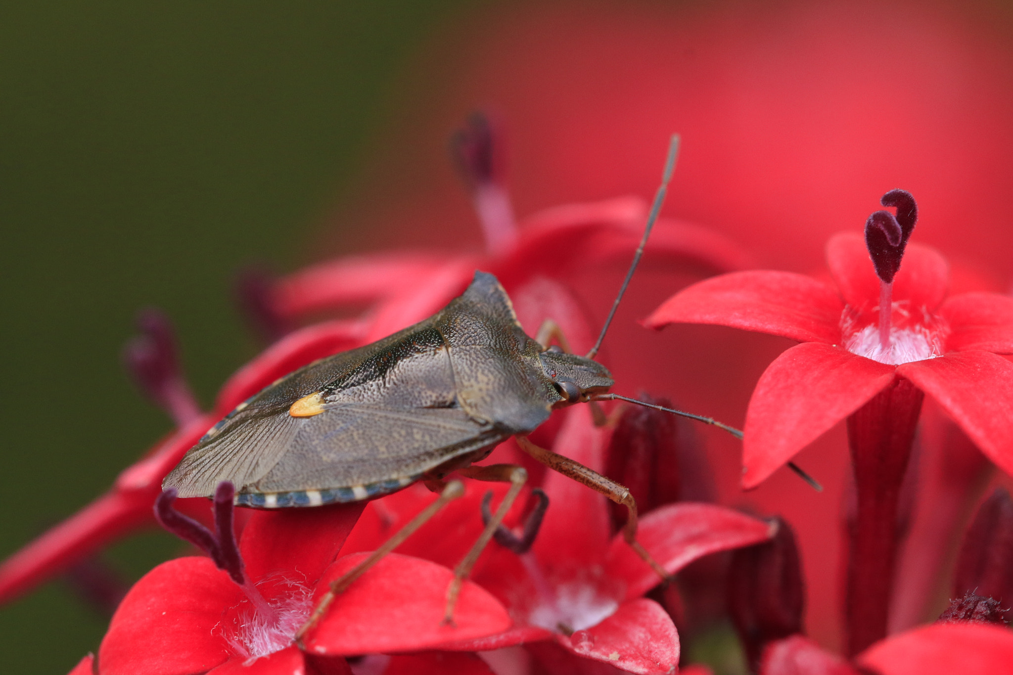 Canon EF 100mm F2.8L Macro IS USM sample photo. Red carped photography