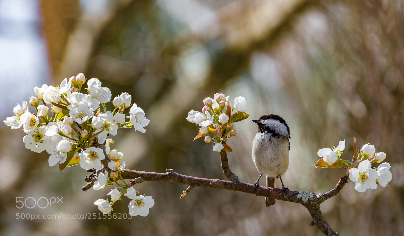 Nikon D7200 sample photo. Looking at spring photography