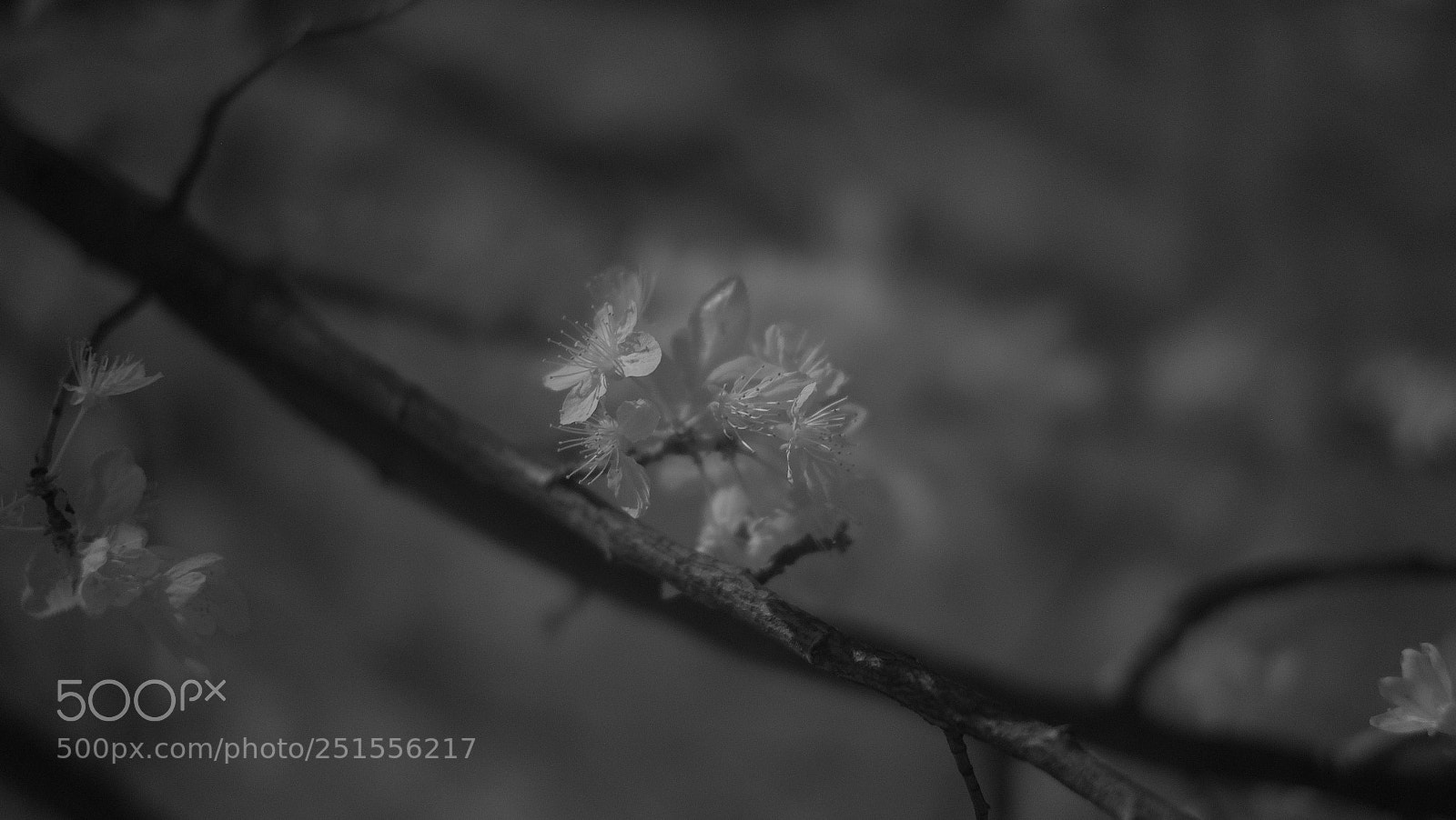 Fujifilm X-E1 sample photo. Flower in infrared photography