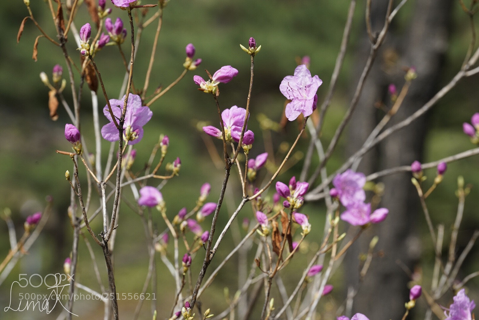 Sony a7R II sample photo. Shy photography