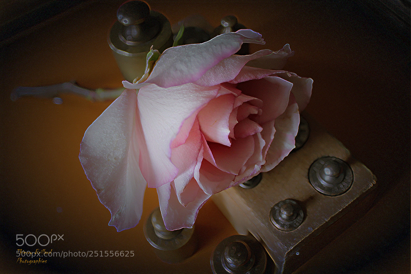 Canon EOS 600D (Rebel EOS T3i / EOS Kiss X5) sample photo. A rose makes the photography