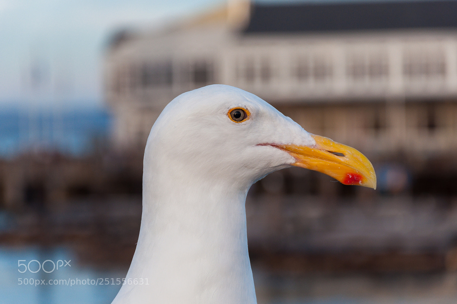 Nikon D90 sample photo. Enjoy pier at san photography