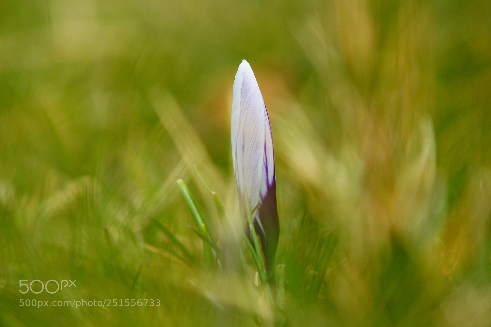 Sony SLT-A77 sample photo. Wiosna photography