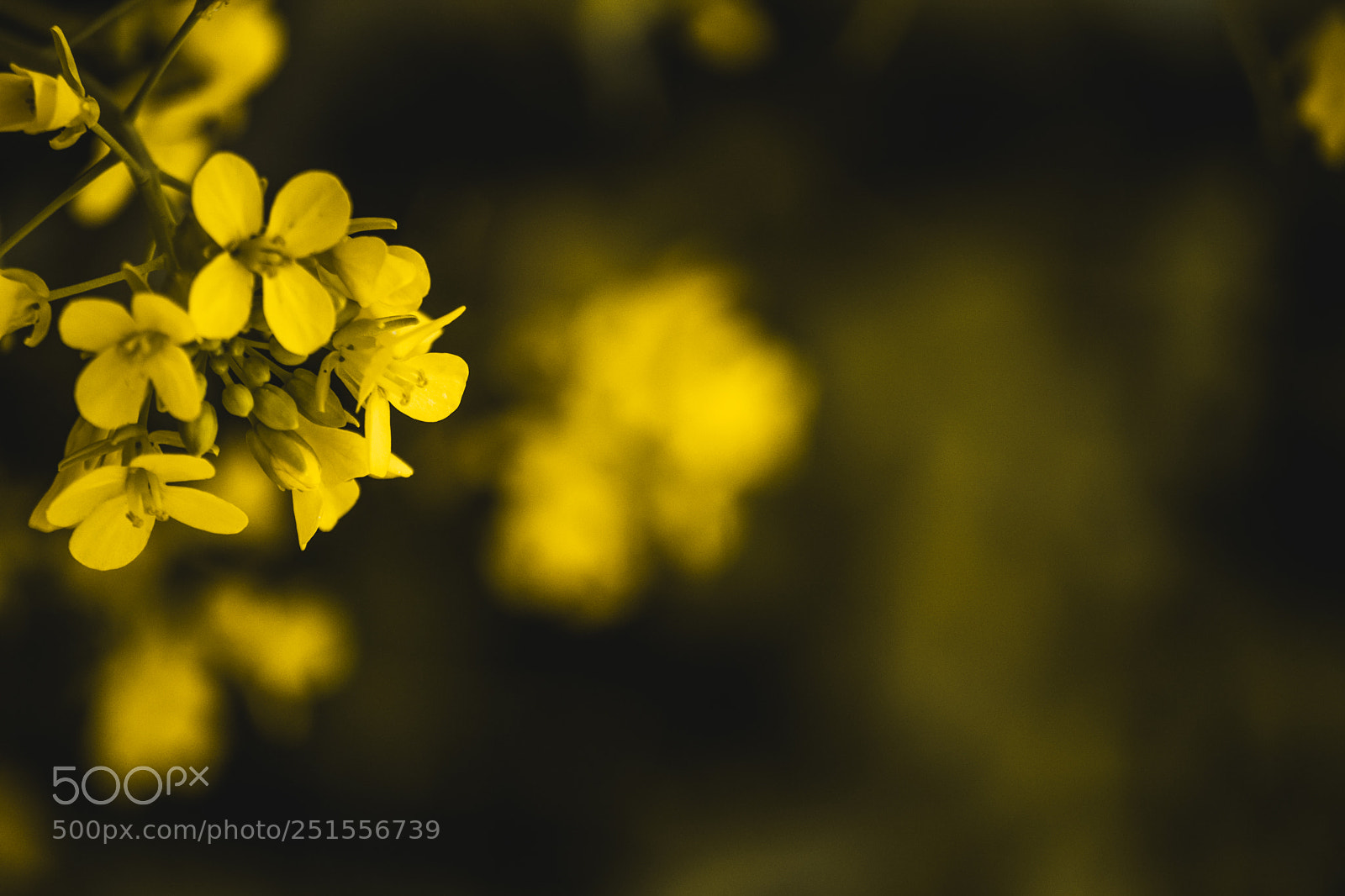 Nikon D5300 sample photo. Golden nature photography