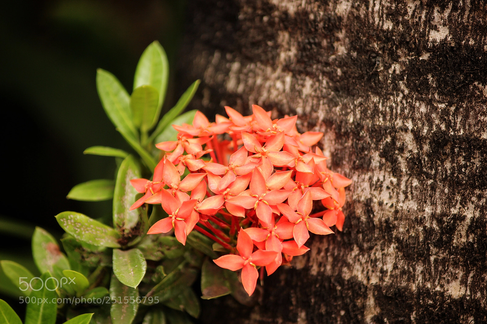 Canon EOS 600D (Rebel EOS T3i / EOS Kiss X5) sample photo. Flower
 photography