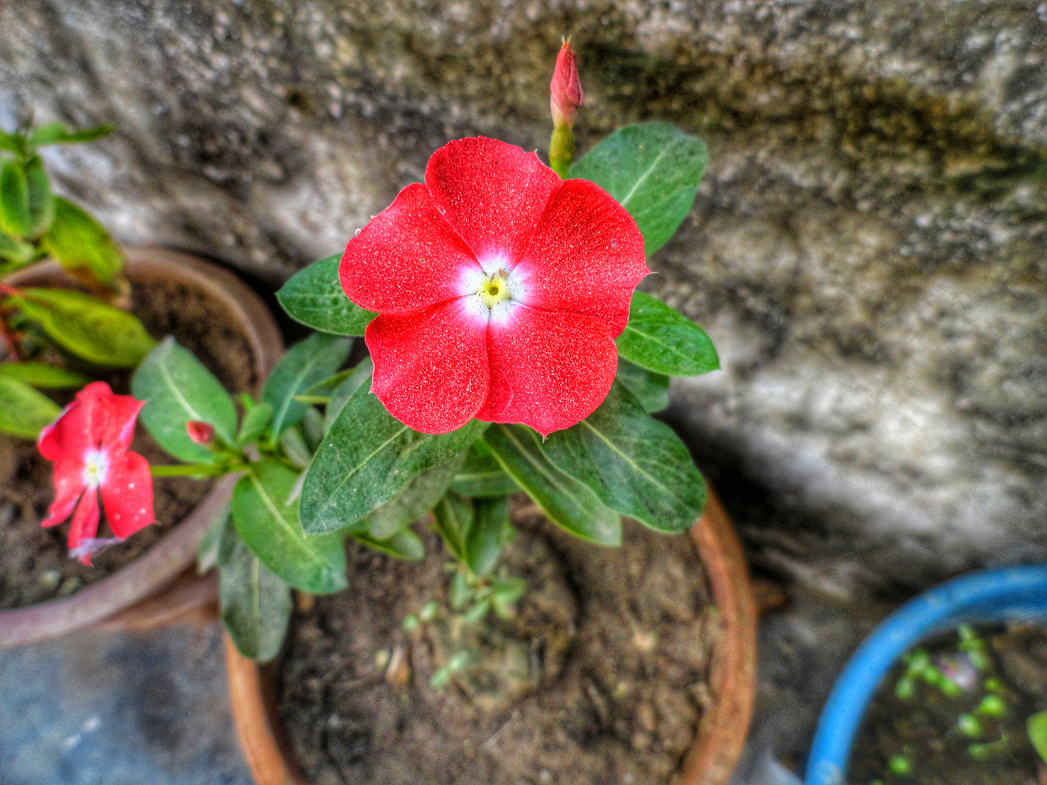 Sony Cyber-shot DSC-H70 sample photo. Single flower... photography