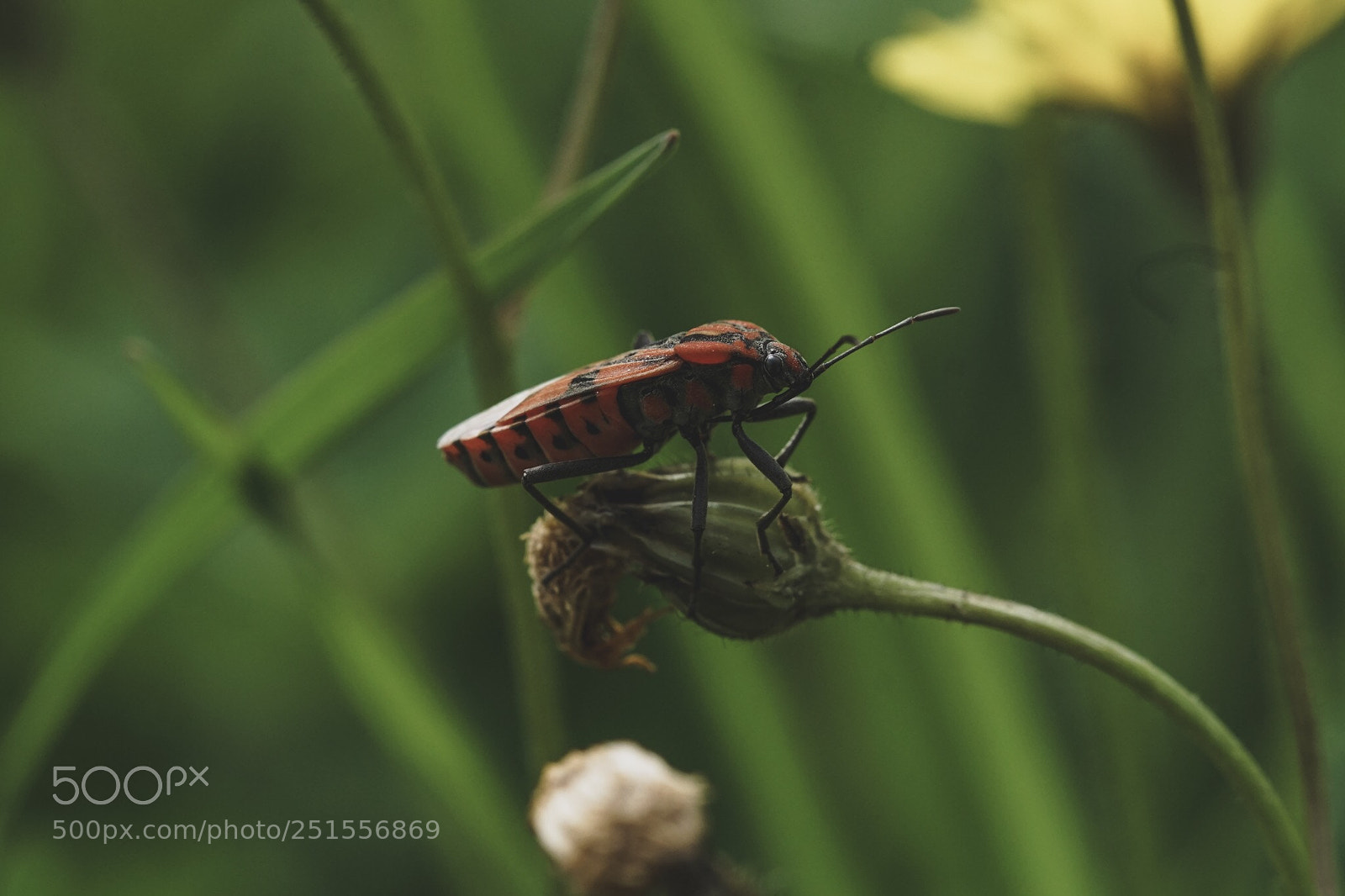 Sony a6000 sample photo. Pícrico photography