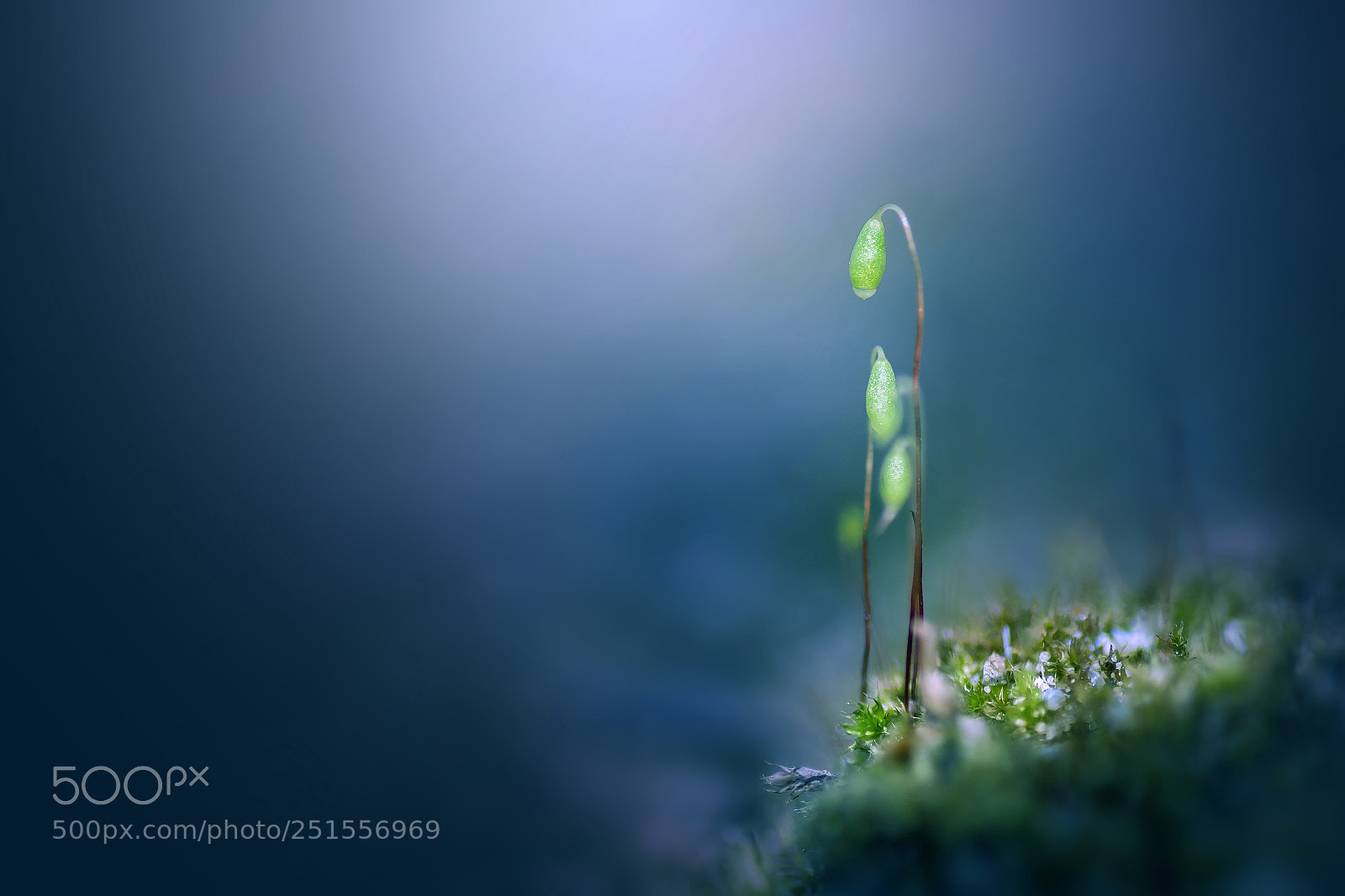 Canon EOS 50D sample photo. A moss photography