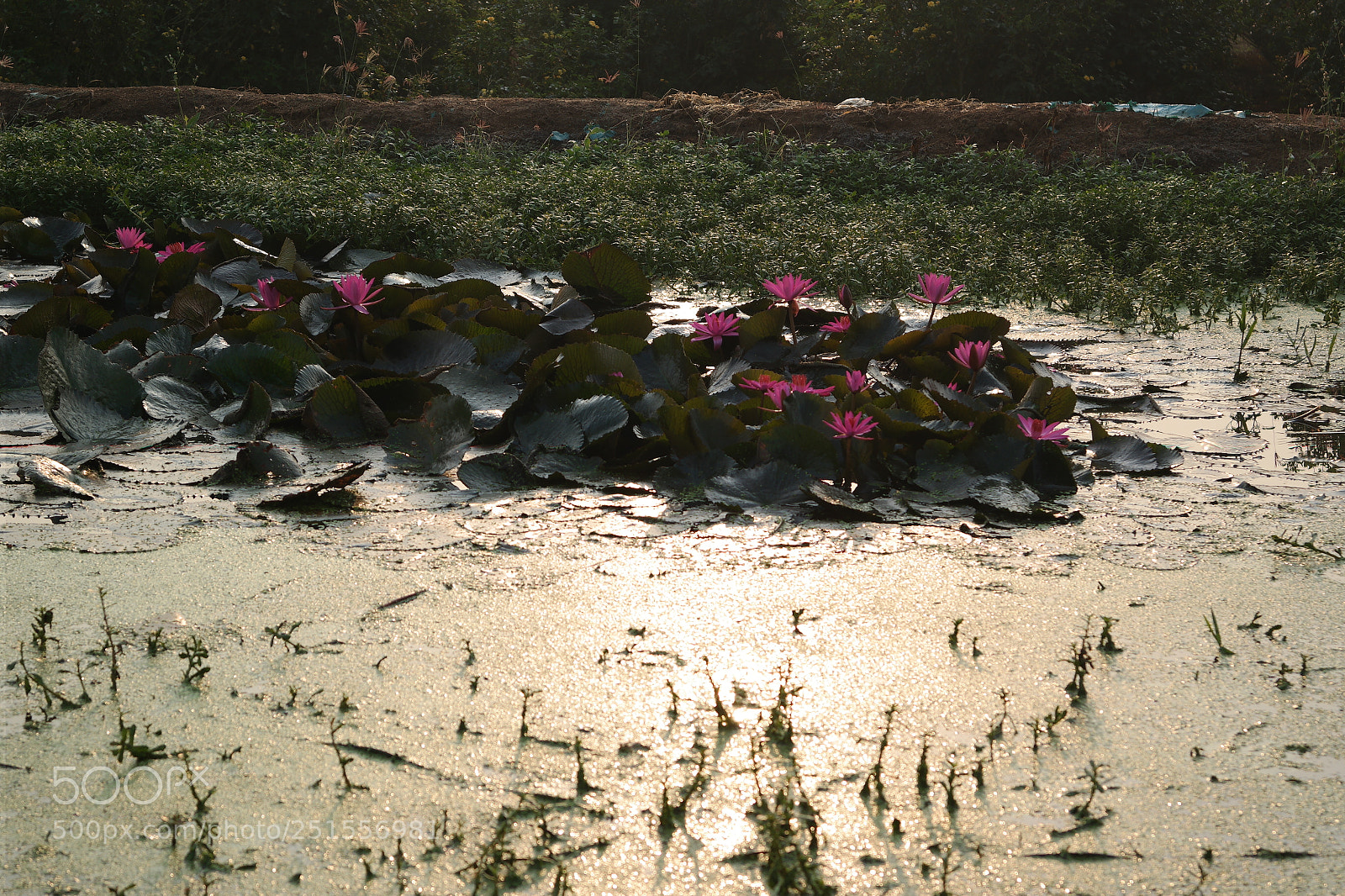 Samsung NX2000 sample photo. Its time to bloom photography