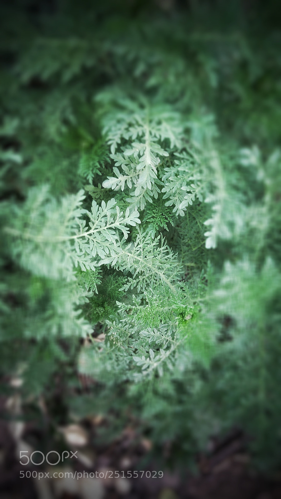 Xiaomi Redmi Note 4X sample photo. 春 photography