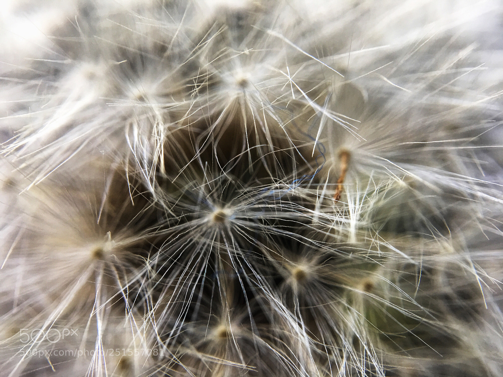 Apple iPhone 6s Plus sample photo. Macro photograph photography