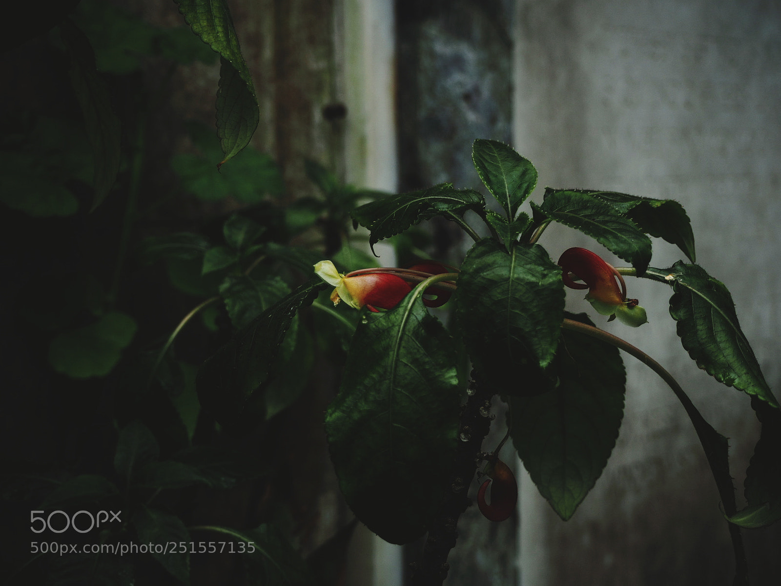 Olympus OM-D E-M10 II sample photo. Tropical flowers, grey greenhouse photography