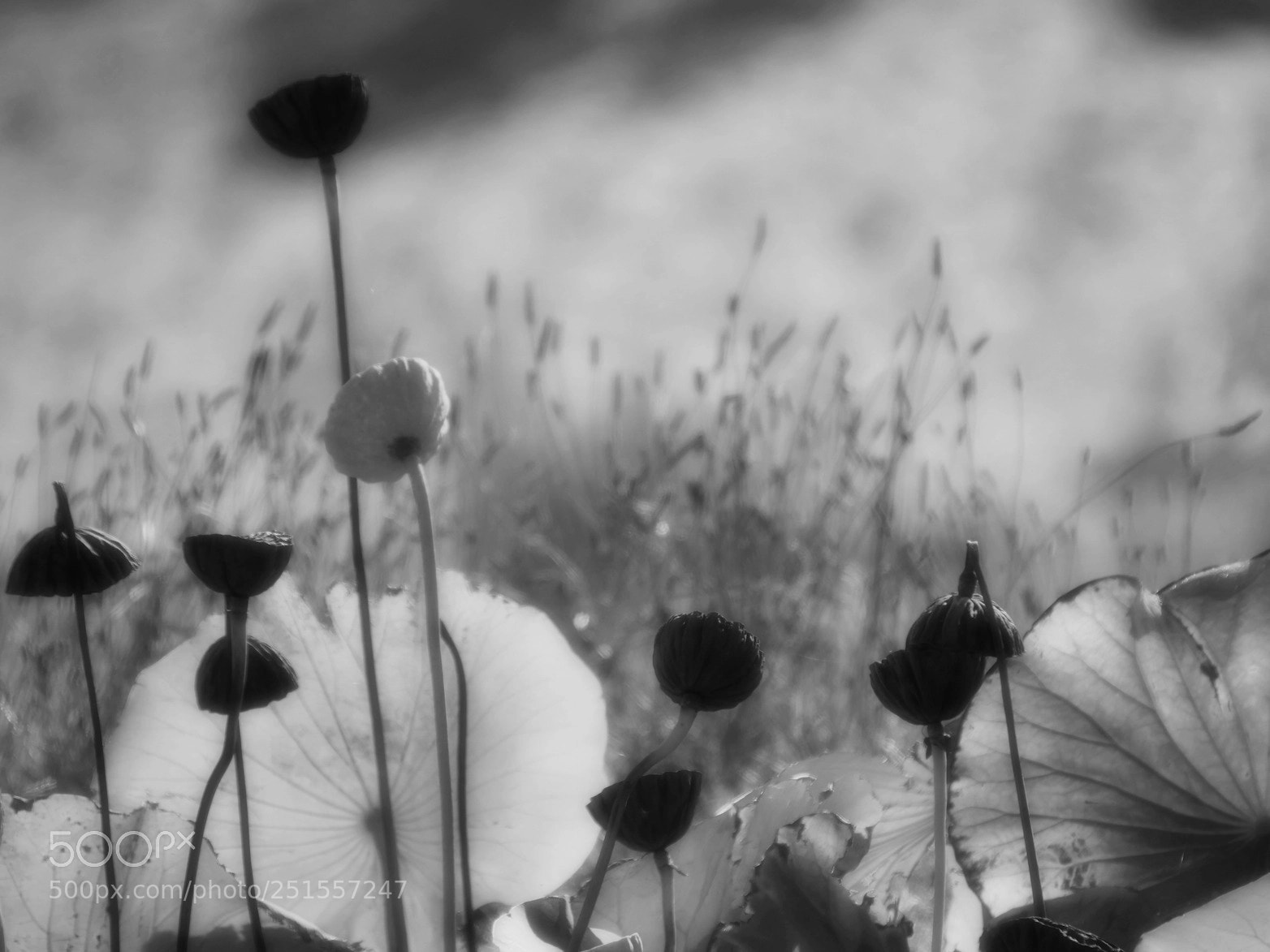 Panasonic Lumix DMC-GH4 sample photo. Water lily 2 photography