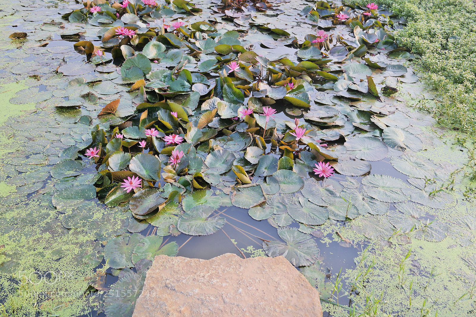 Samsung NX2000 sample photo. Its time to bloom photography