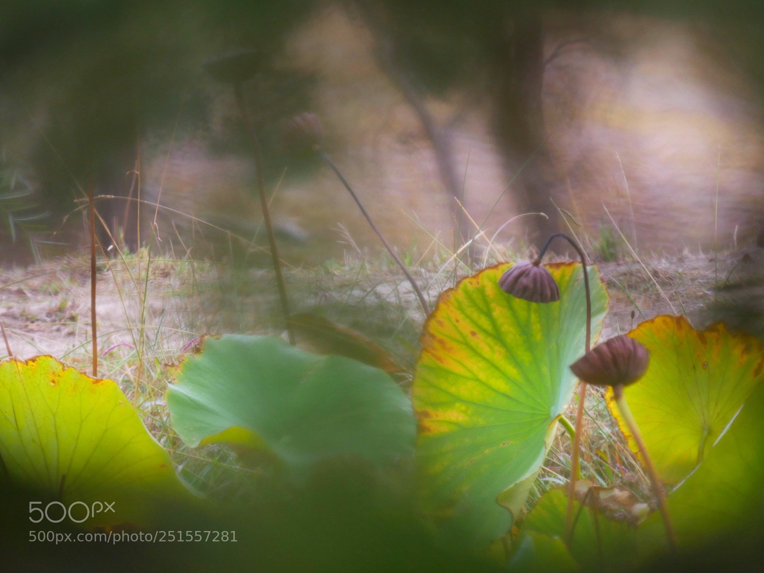 Panasonic Lumix DMC-GH4 sample photo. 4 photography