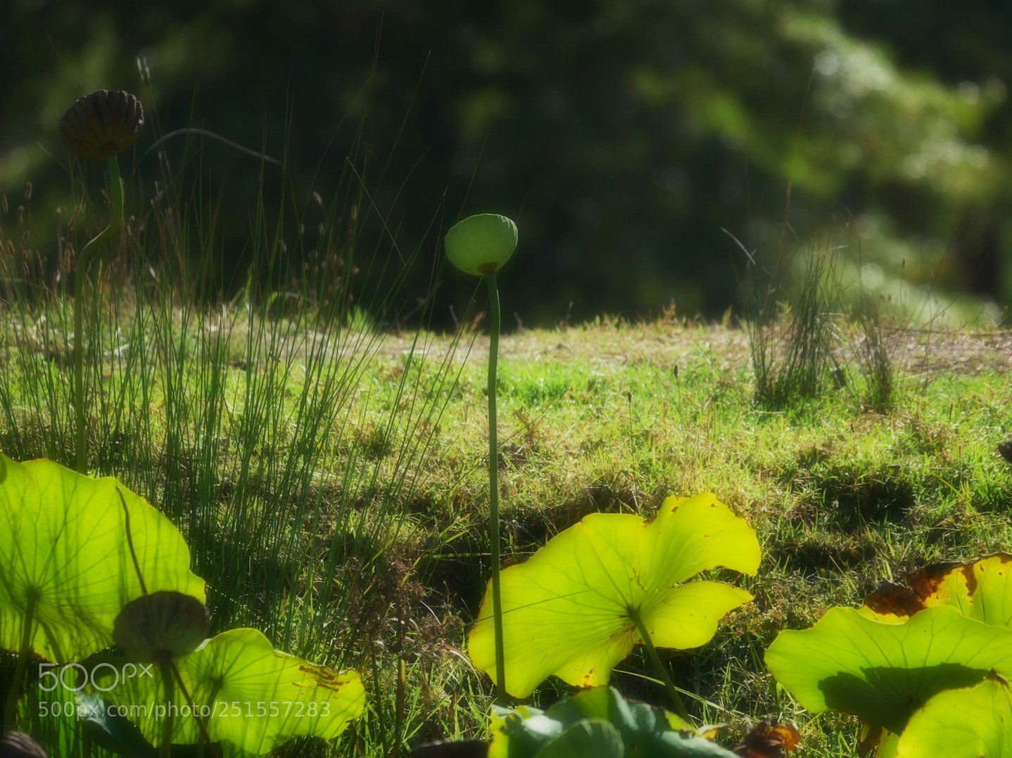 Panasonic Lumix DMC-GH4 sample photo. 7 photography