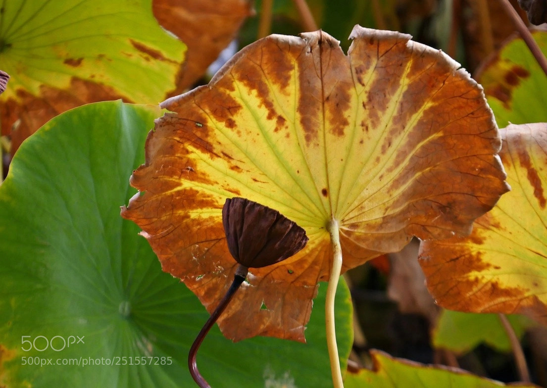 Panasonic Lumix DMC-GH4 sample photo. 6 photography